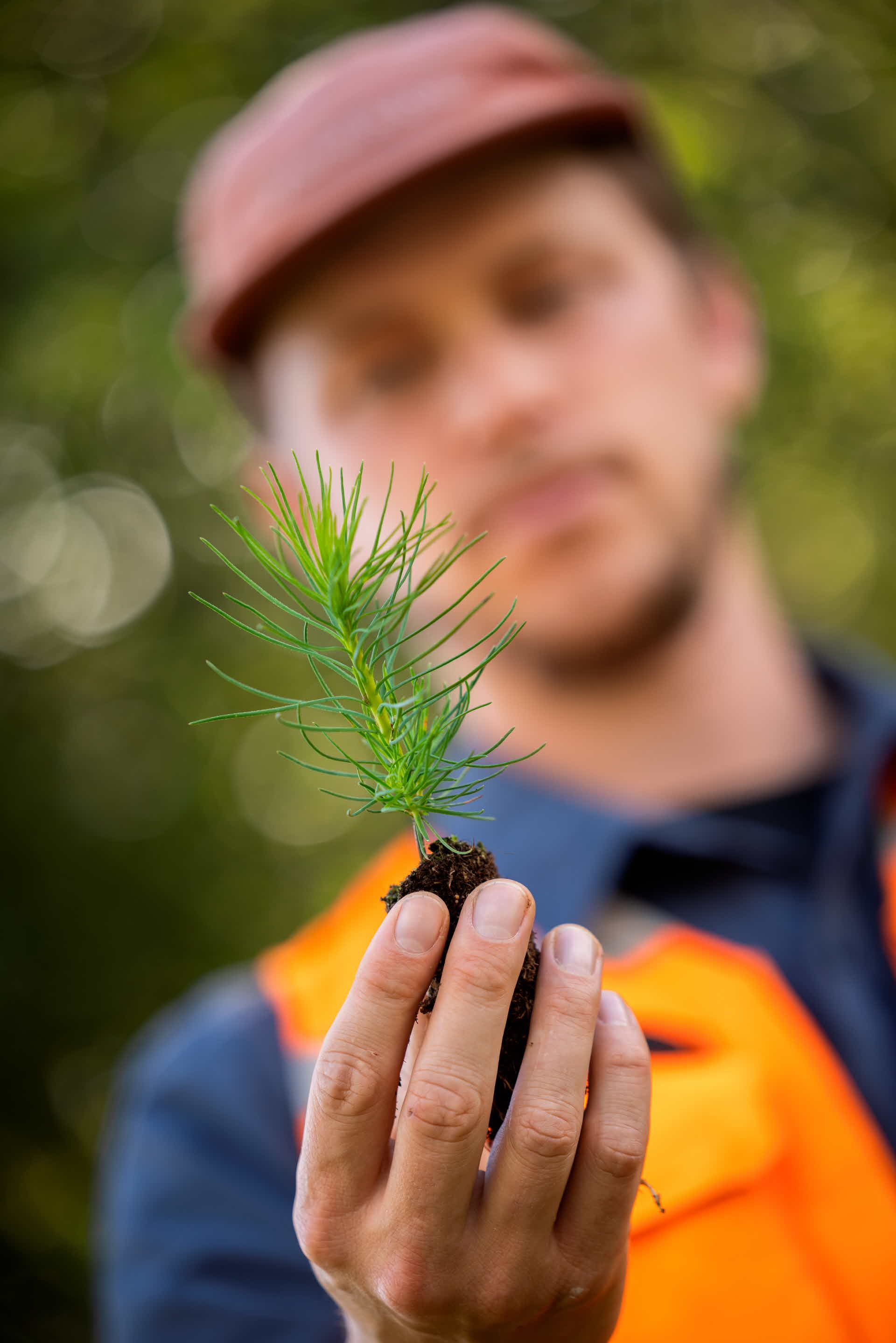 A seedling.