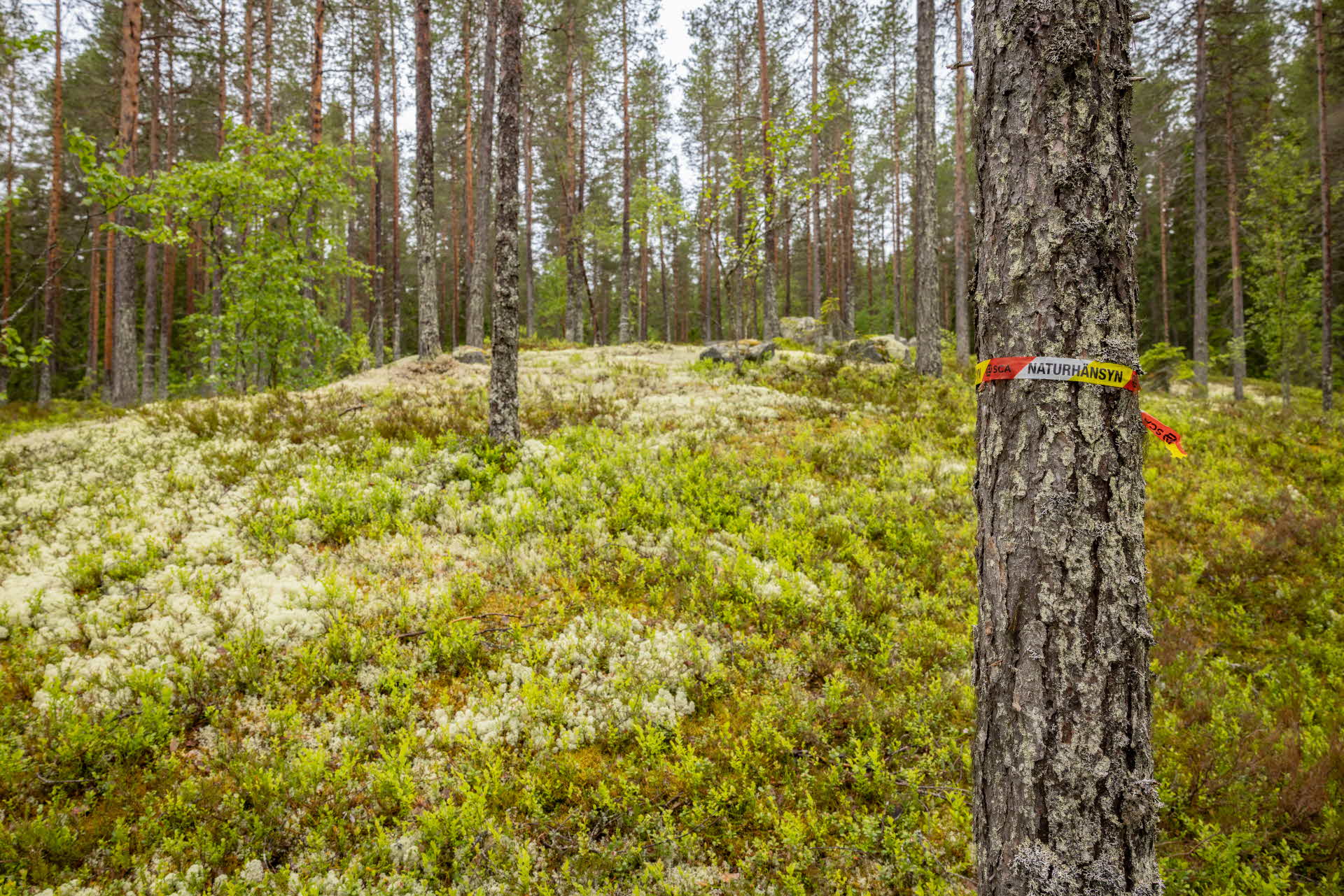 En trädstam i skogen.
