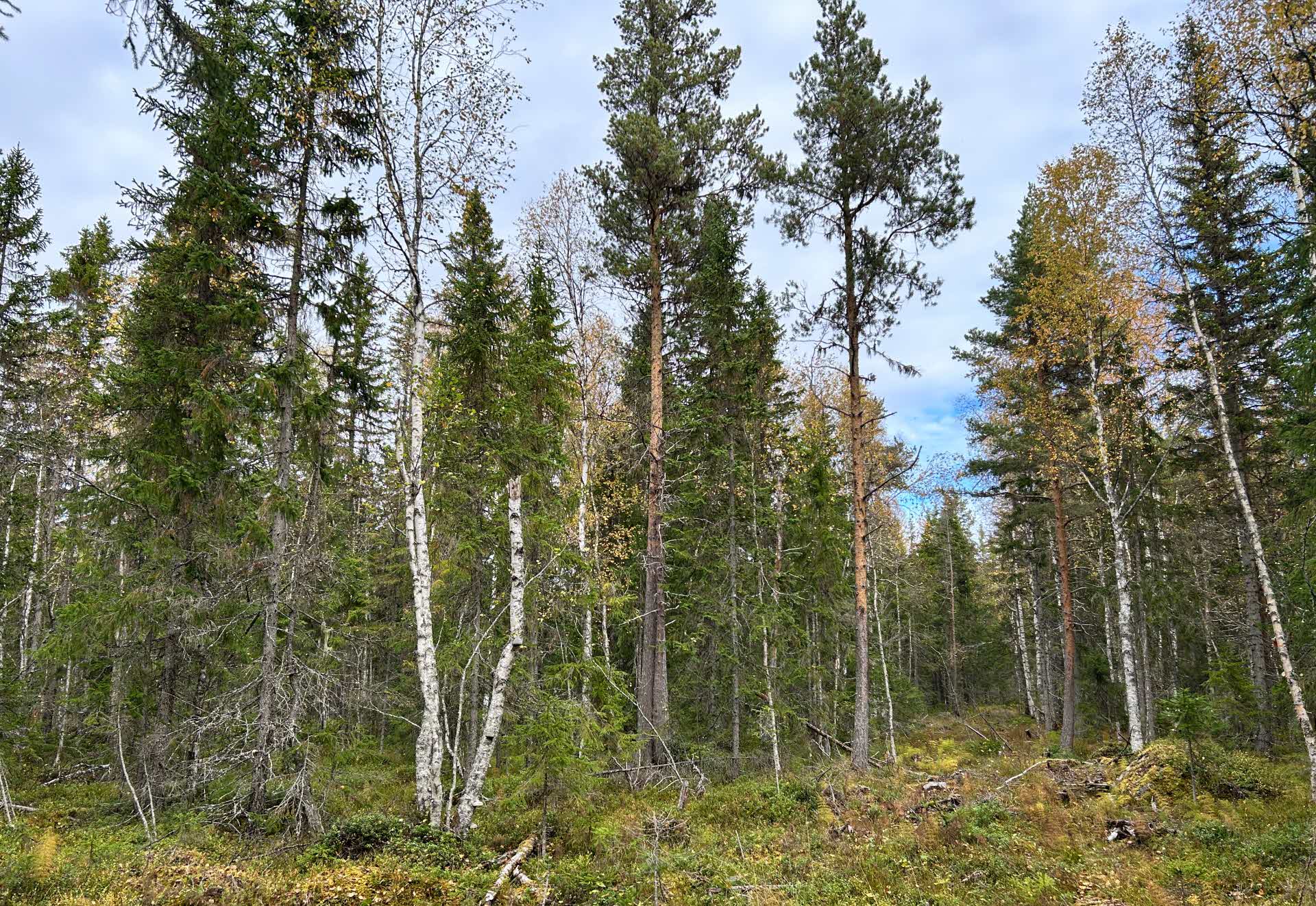 Blädning i granskog