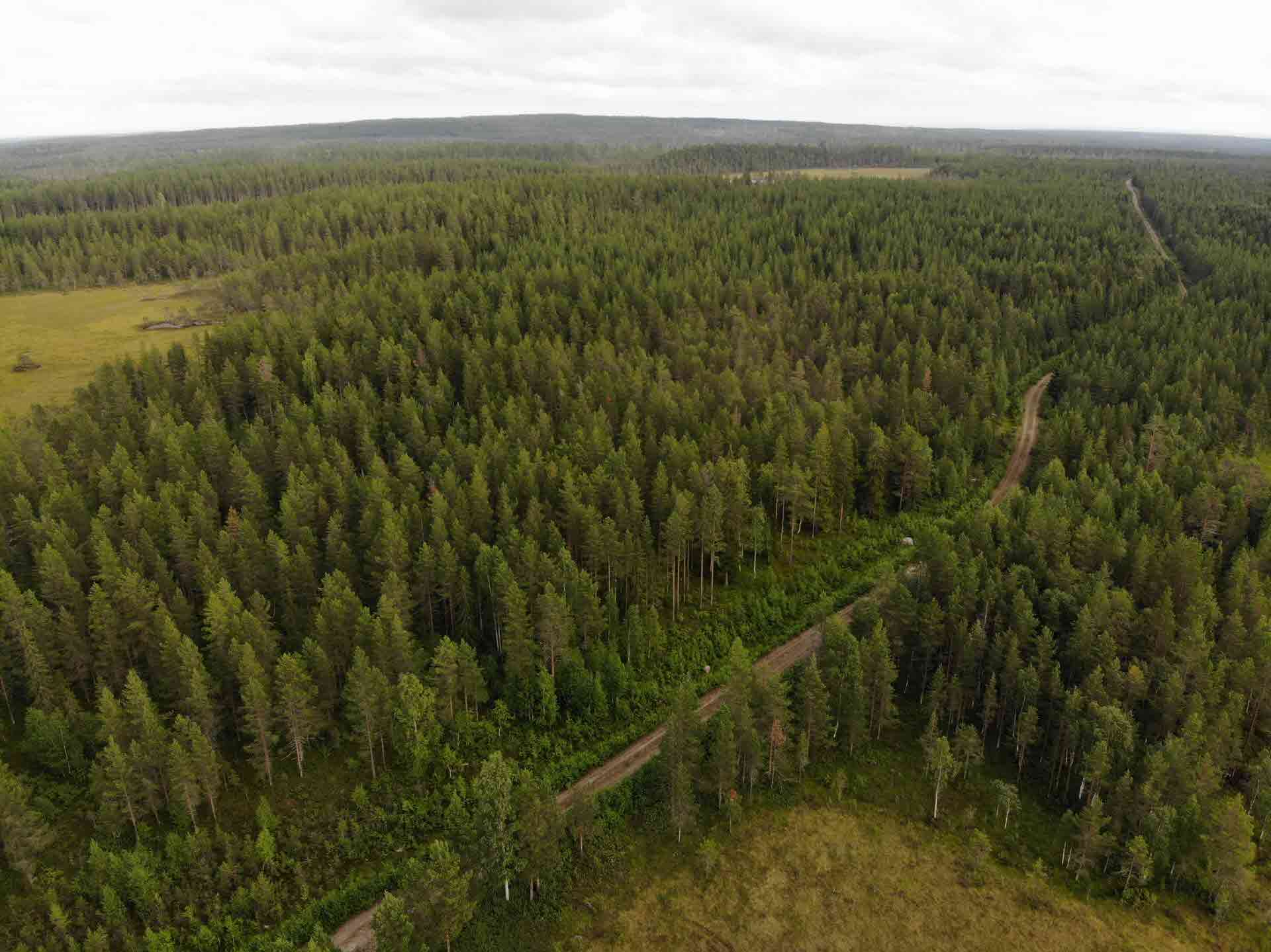 A drone image over a forest.
