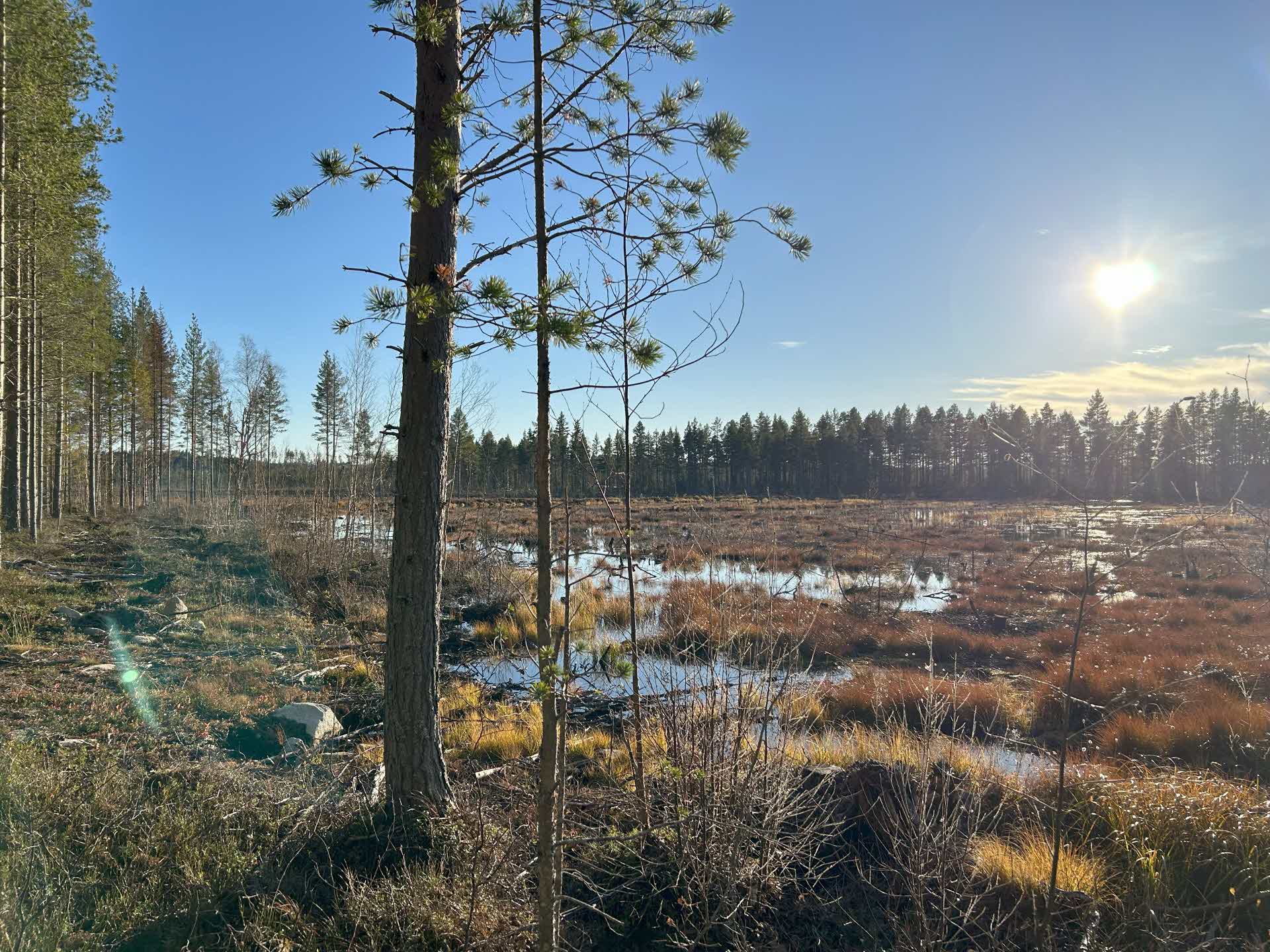 Återvätad torvtäkt med träd i förgrunden och blå himmel