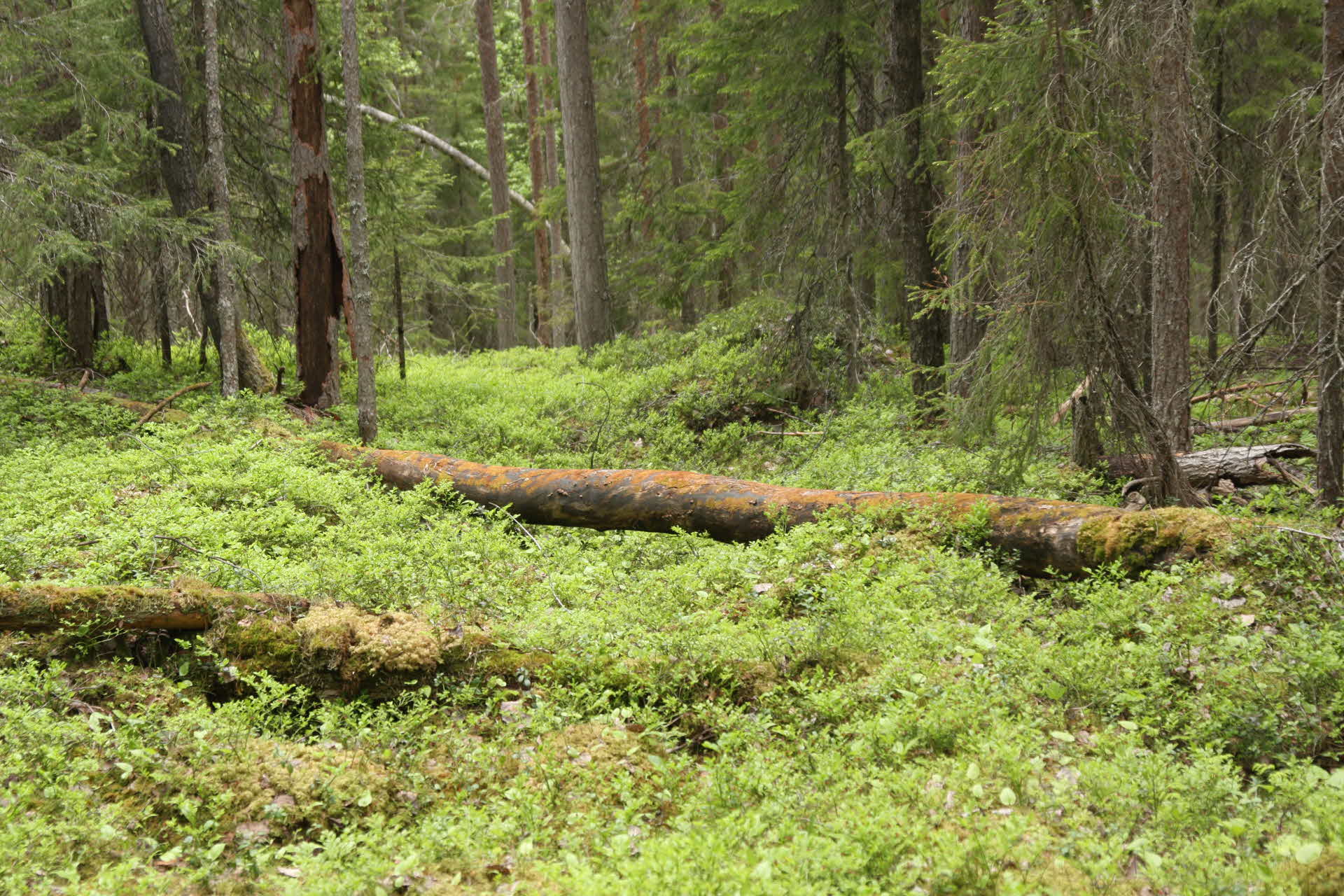 Liggande trädstammar i skogen