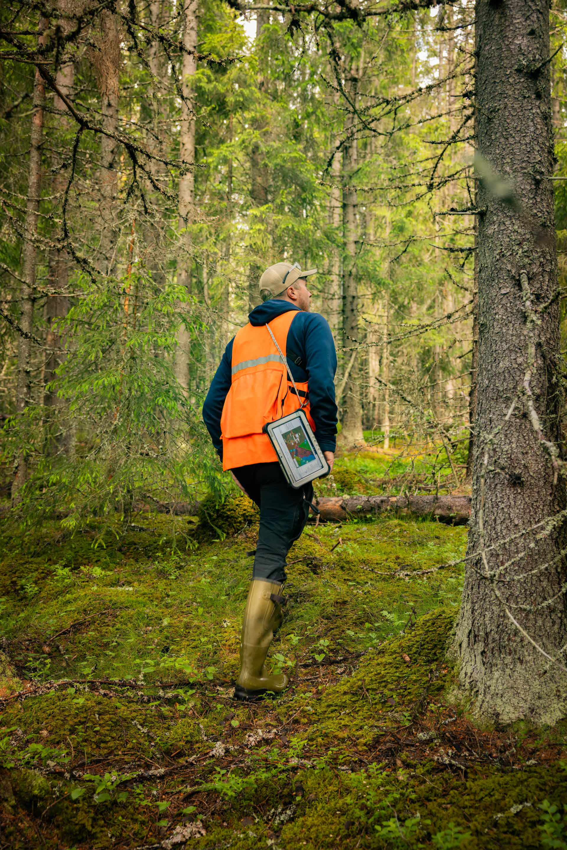 A man walking through the forest conducting a bird survey.