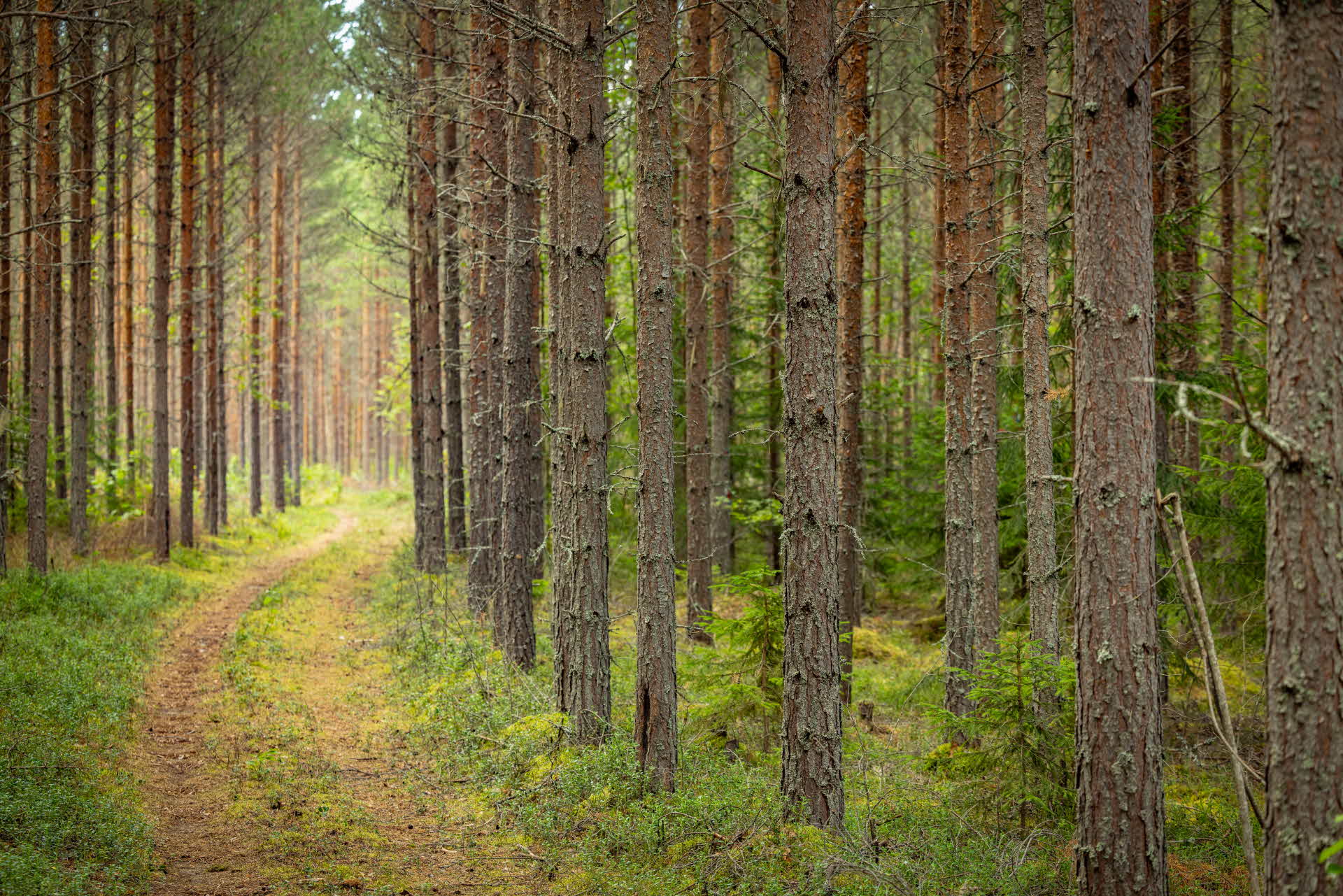 stig i en tallskog