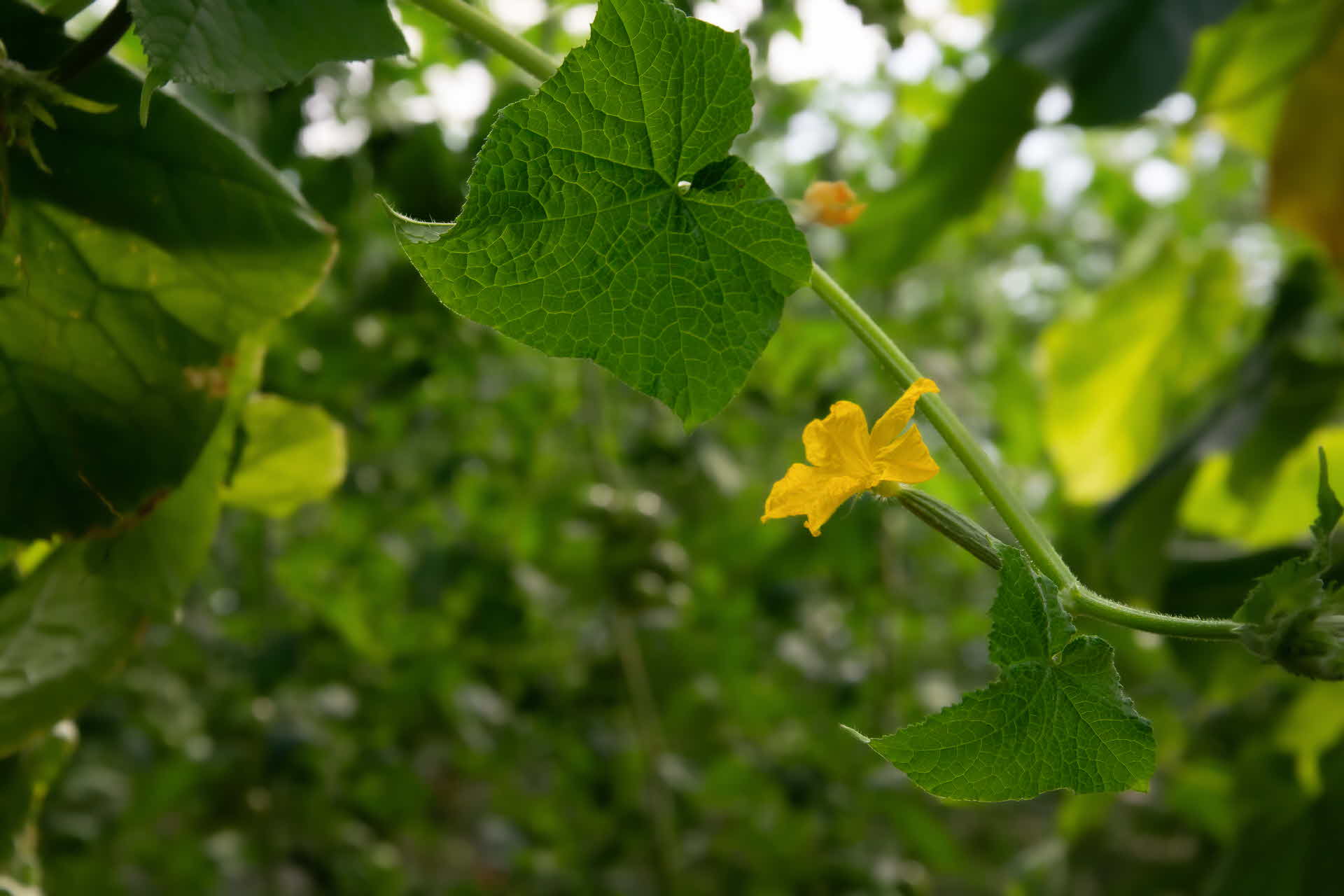 Tomatblomma i växthuset hos Ljustorps tomater