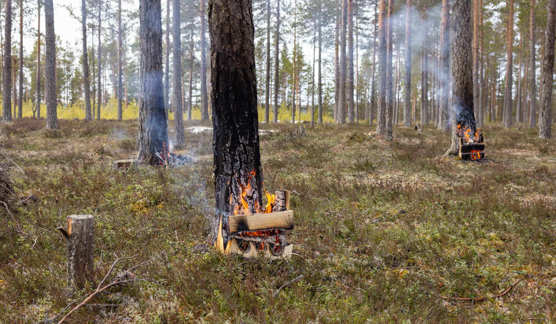 a basal burning on a pine