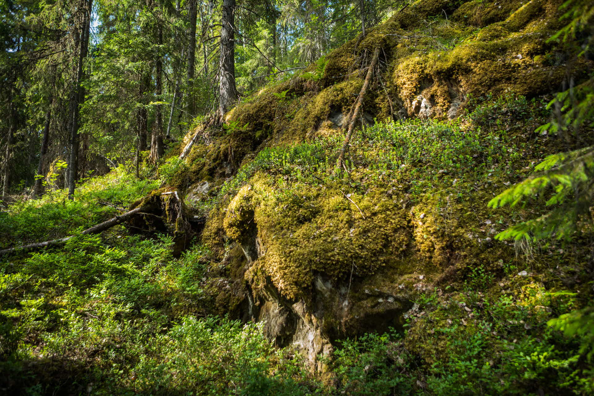 a moist rocky part in a beautiful forest
