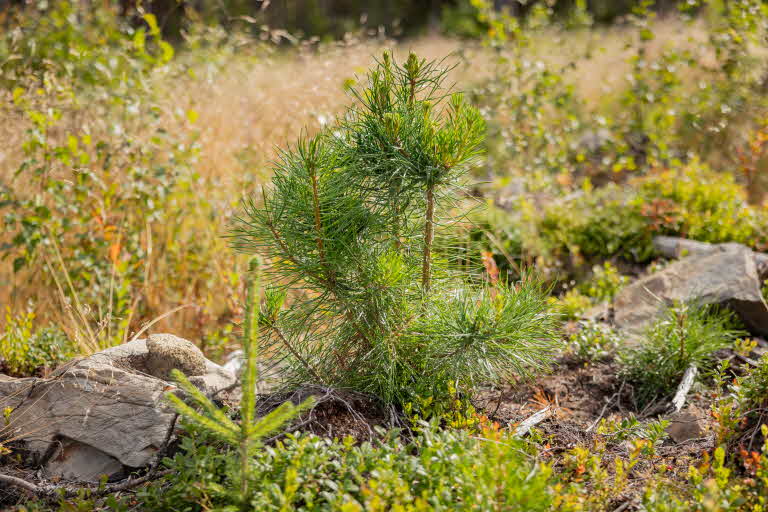 Tallplantor i skogen