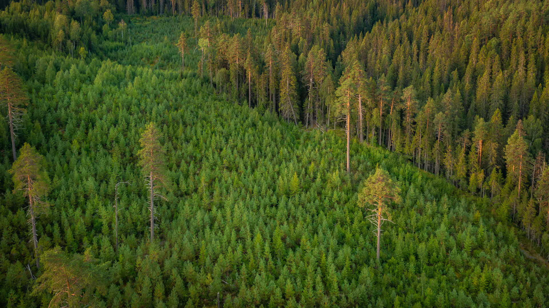 A forest with young and old trees