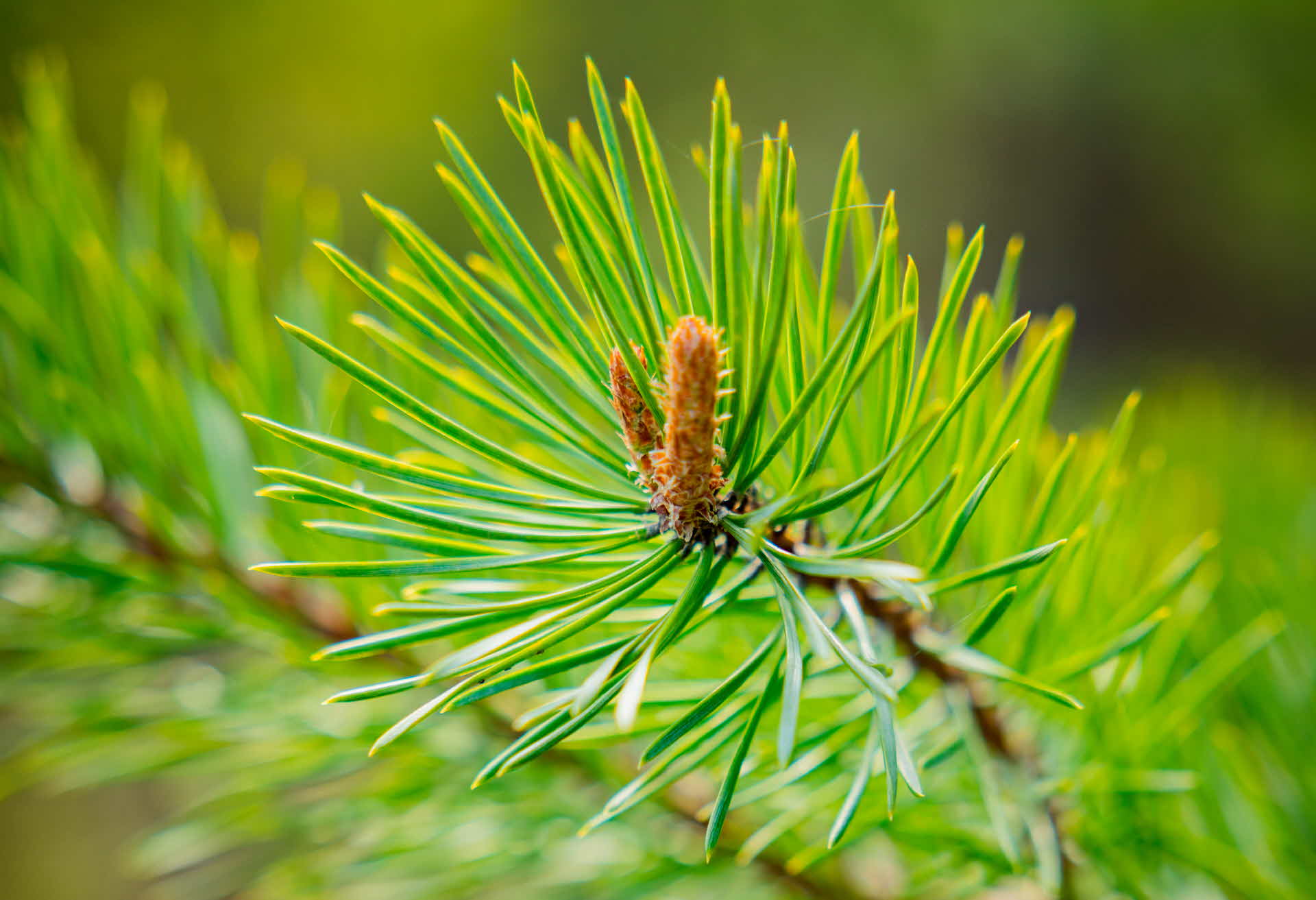 A pine branch.