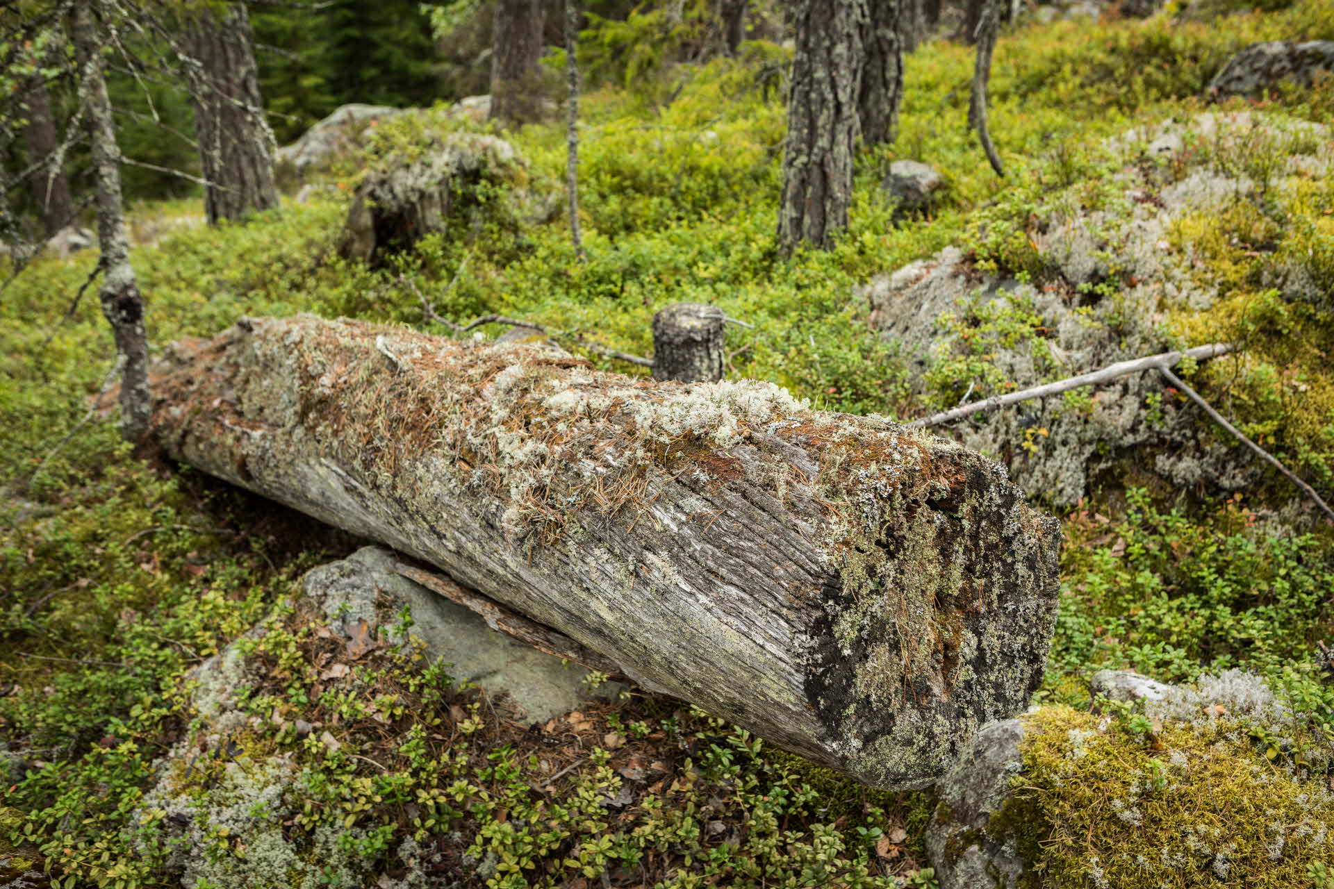 a very old dead pine