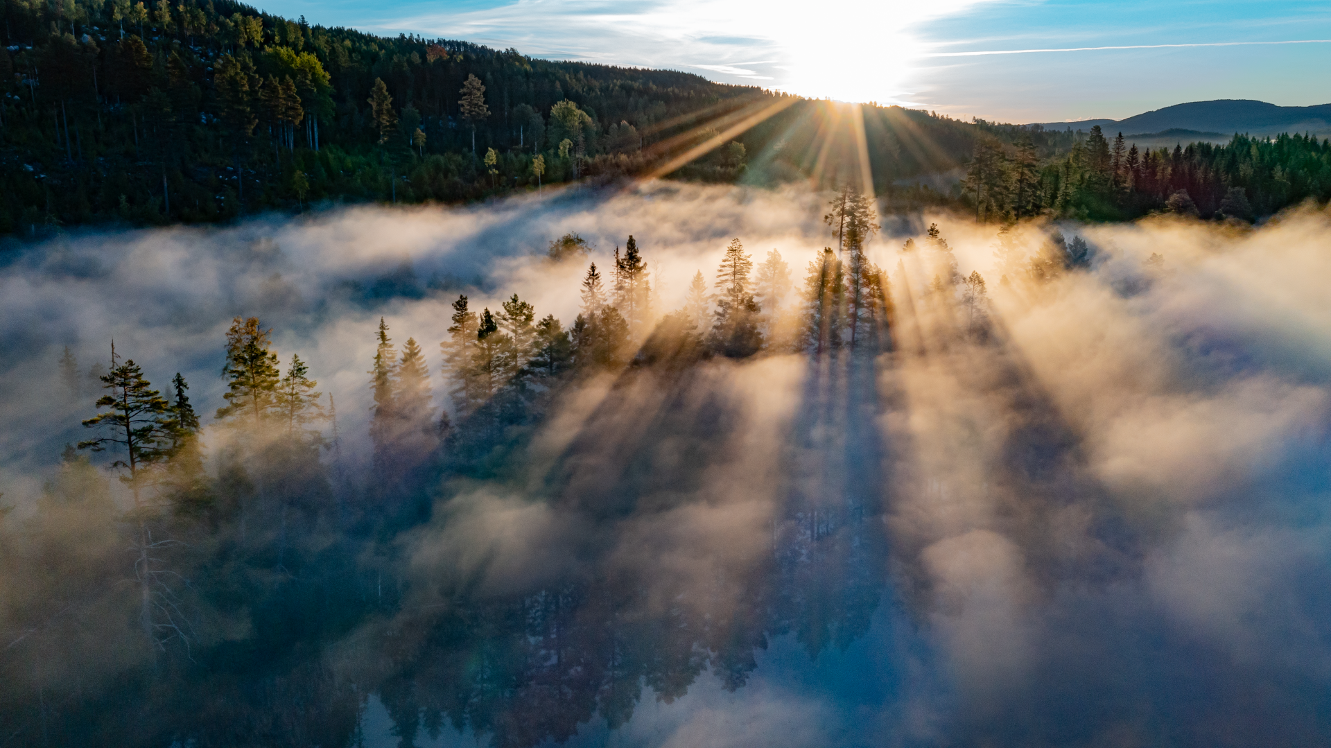 Skog i dimma.