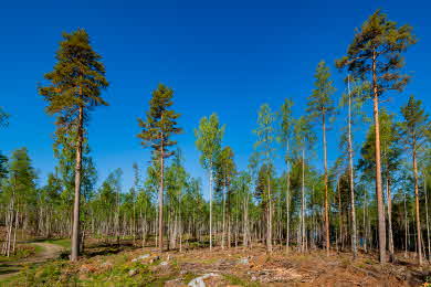 Skogen från vägen