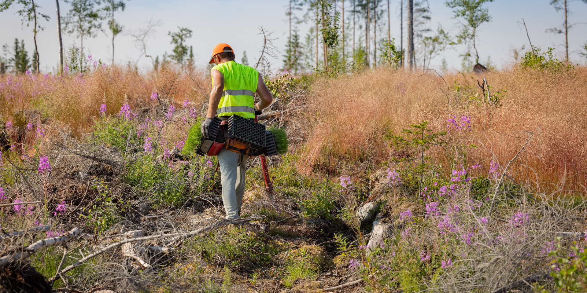 plantering av plantor