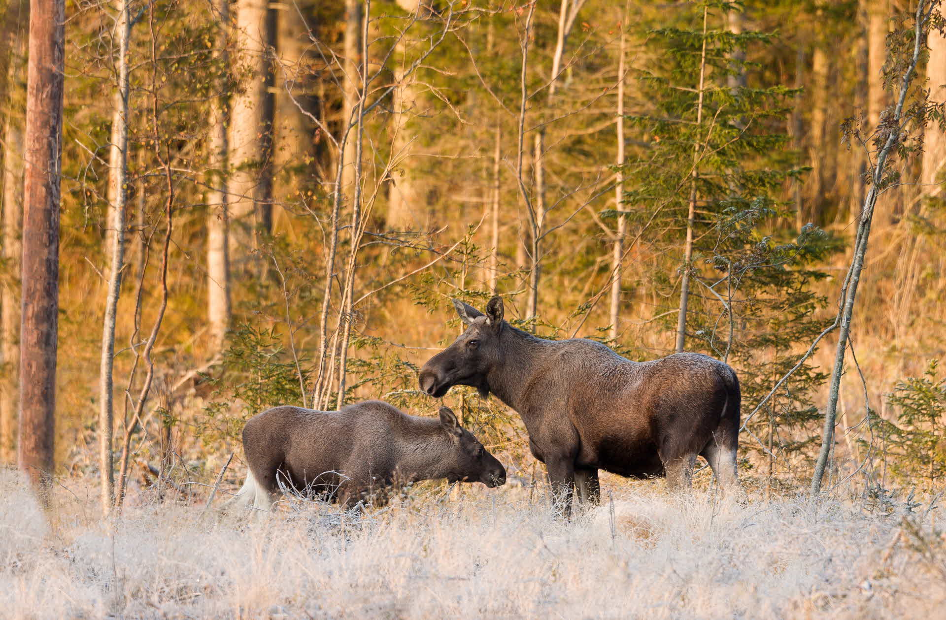 älgar i skogen