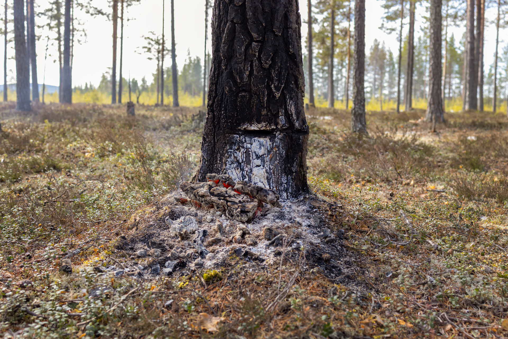 bärbrasan skadar tallens stam
