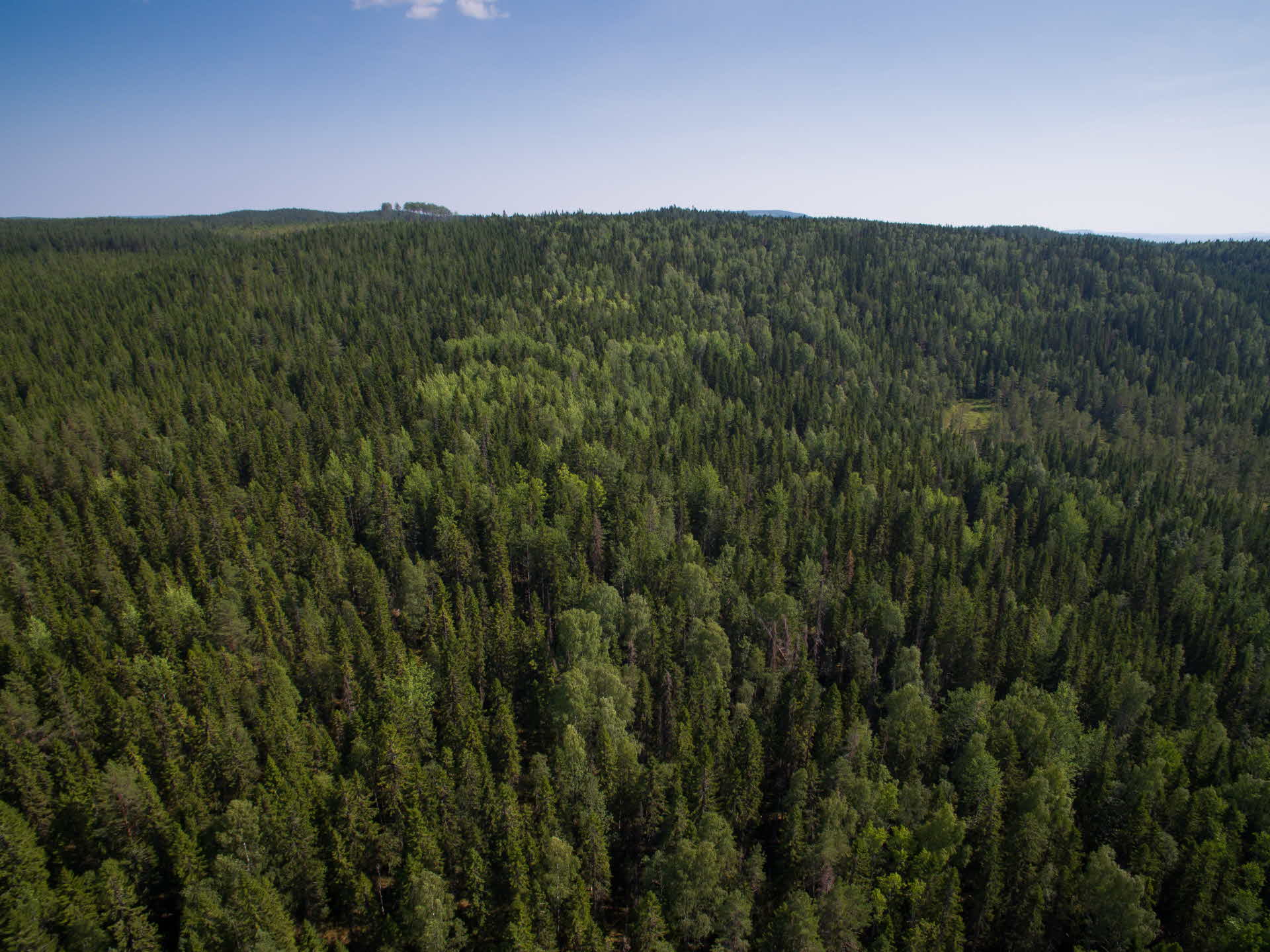 View of a forest.