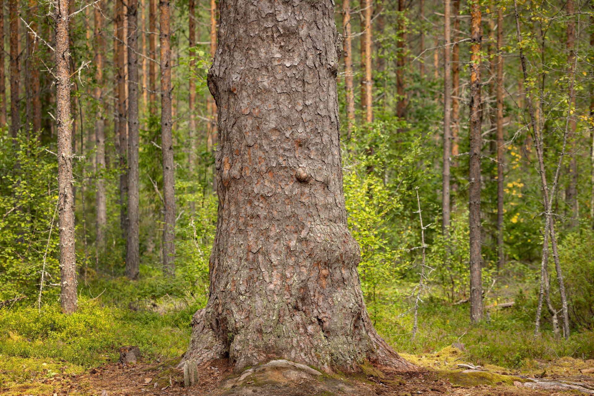 En av de två jättetallarna i Backe