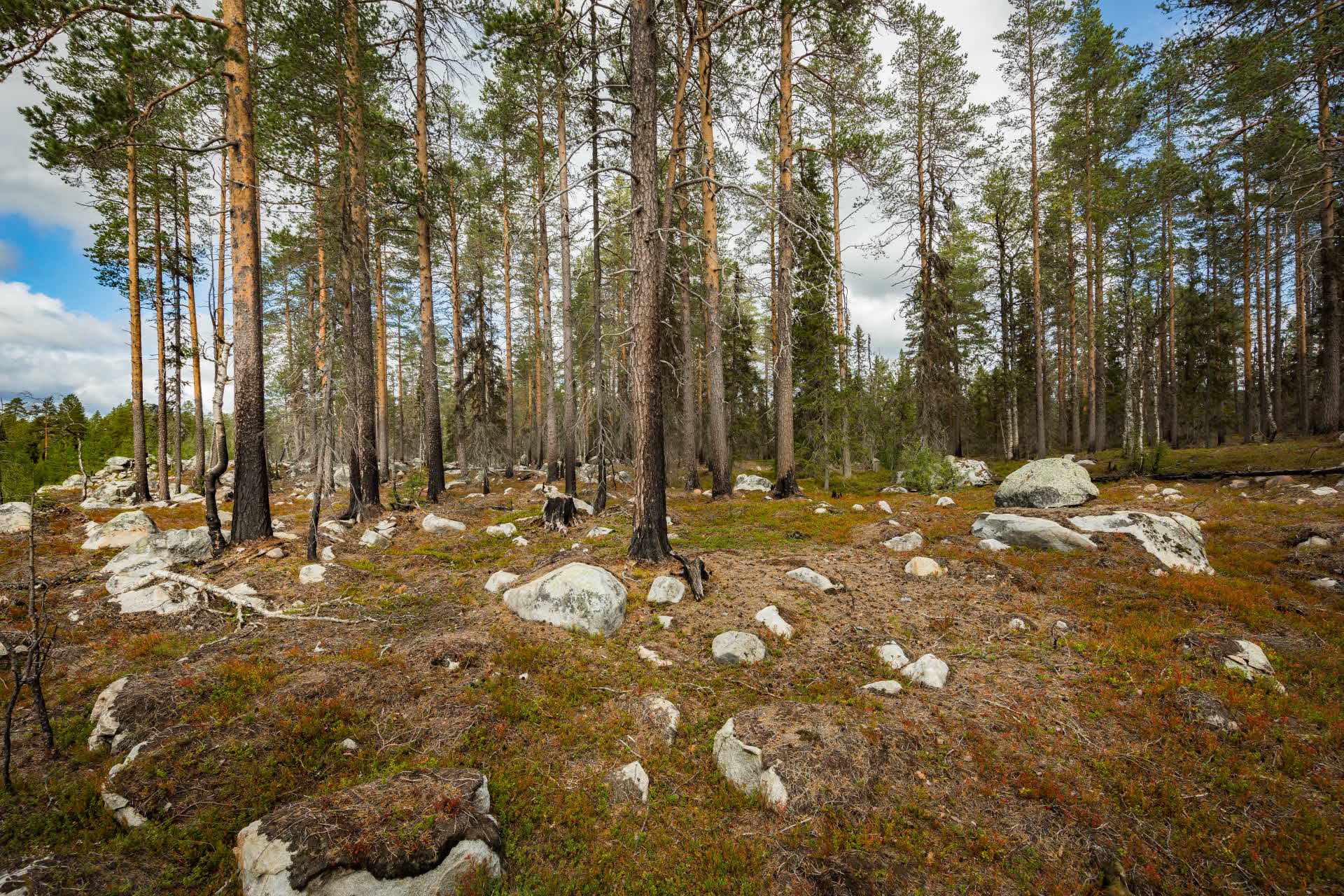 Brandskadad tallskog