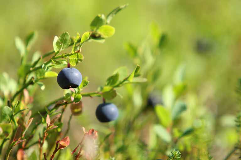 Blueberries