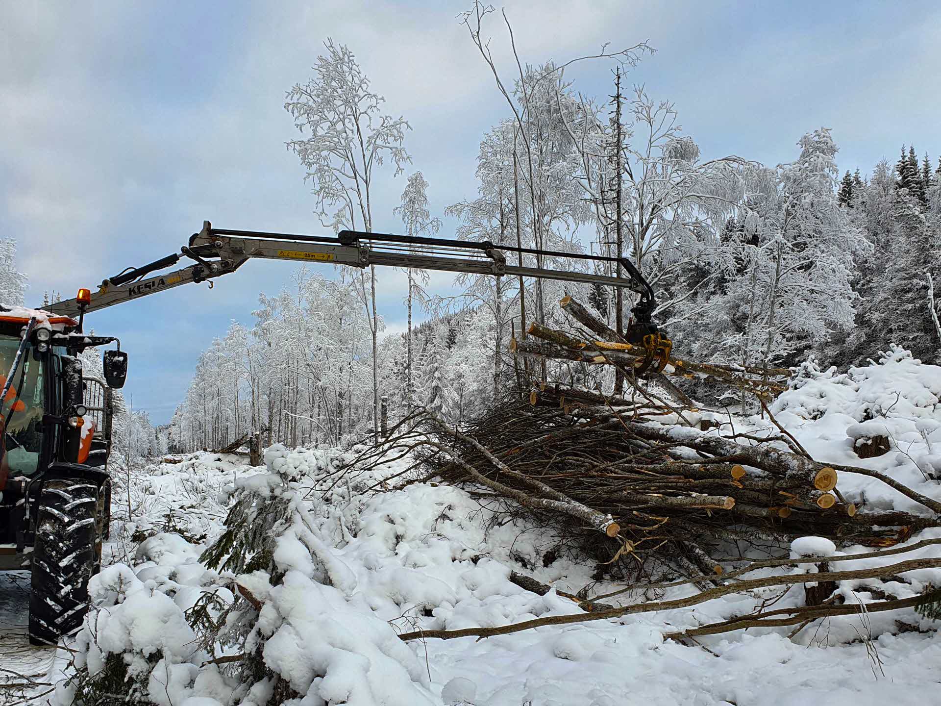 Forest machine leaves high stumps of birch, pruning and topped salg.