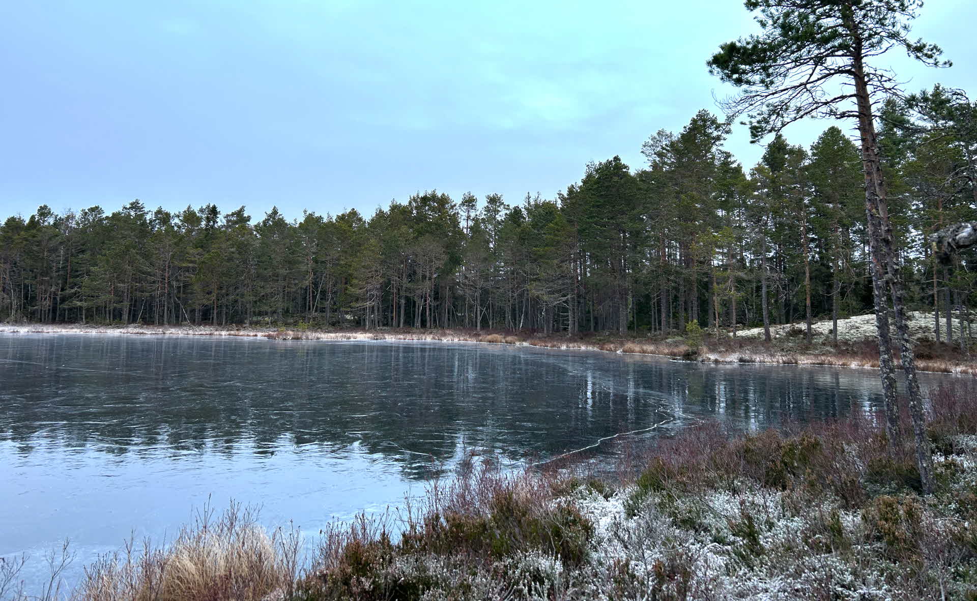 En man med keps och orange väst vandrar i en tallskog.