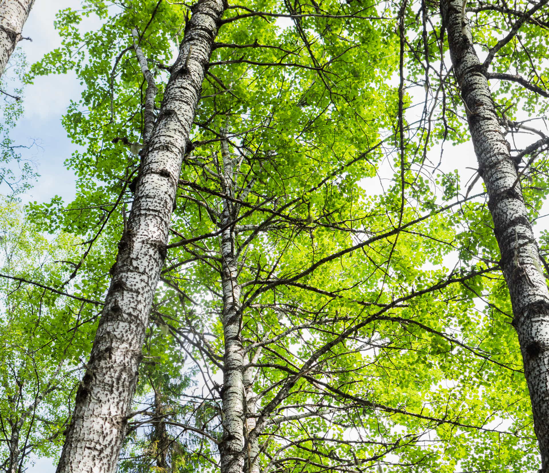 Skog med gamla lövträd