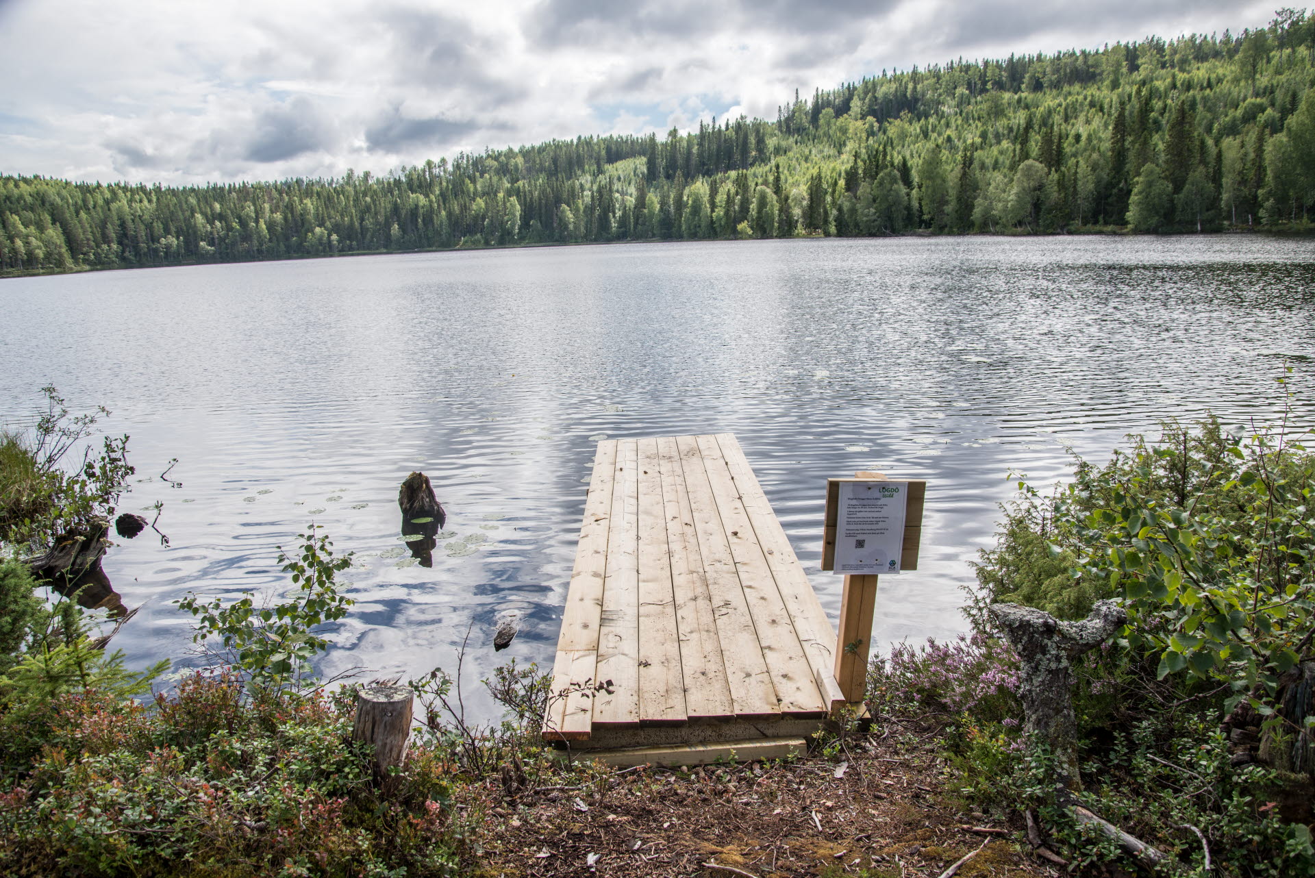 Bilden visar en skogstjärn under sommaren med en brygga i framkant på bilden och med en grön skog runt tjärnen.