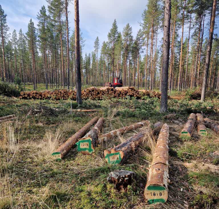 Märkta stockar