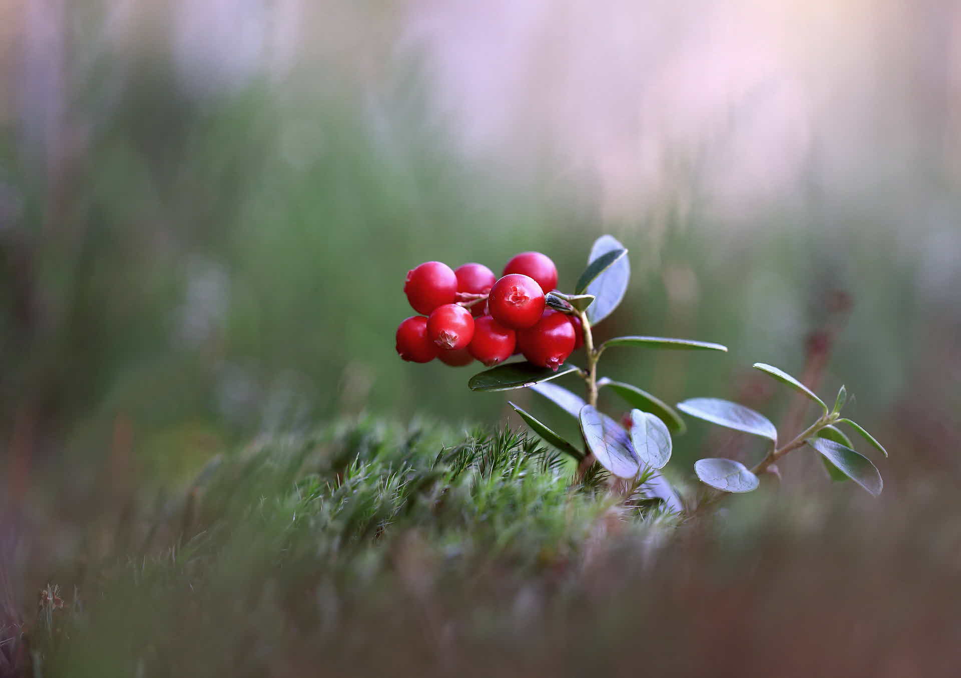 lingonberries