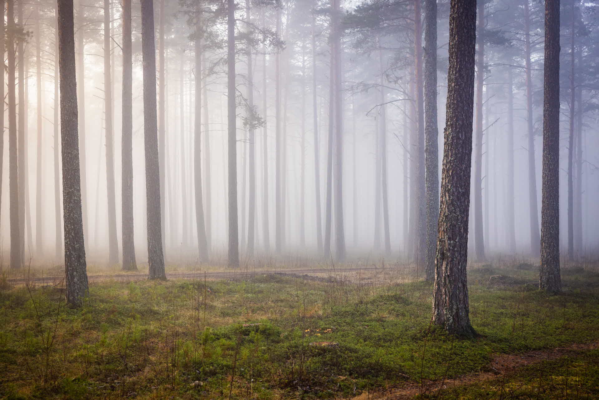 tallar i morgondimma