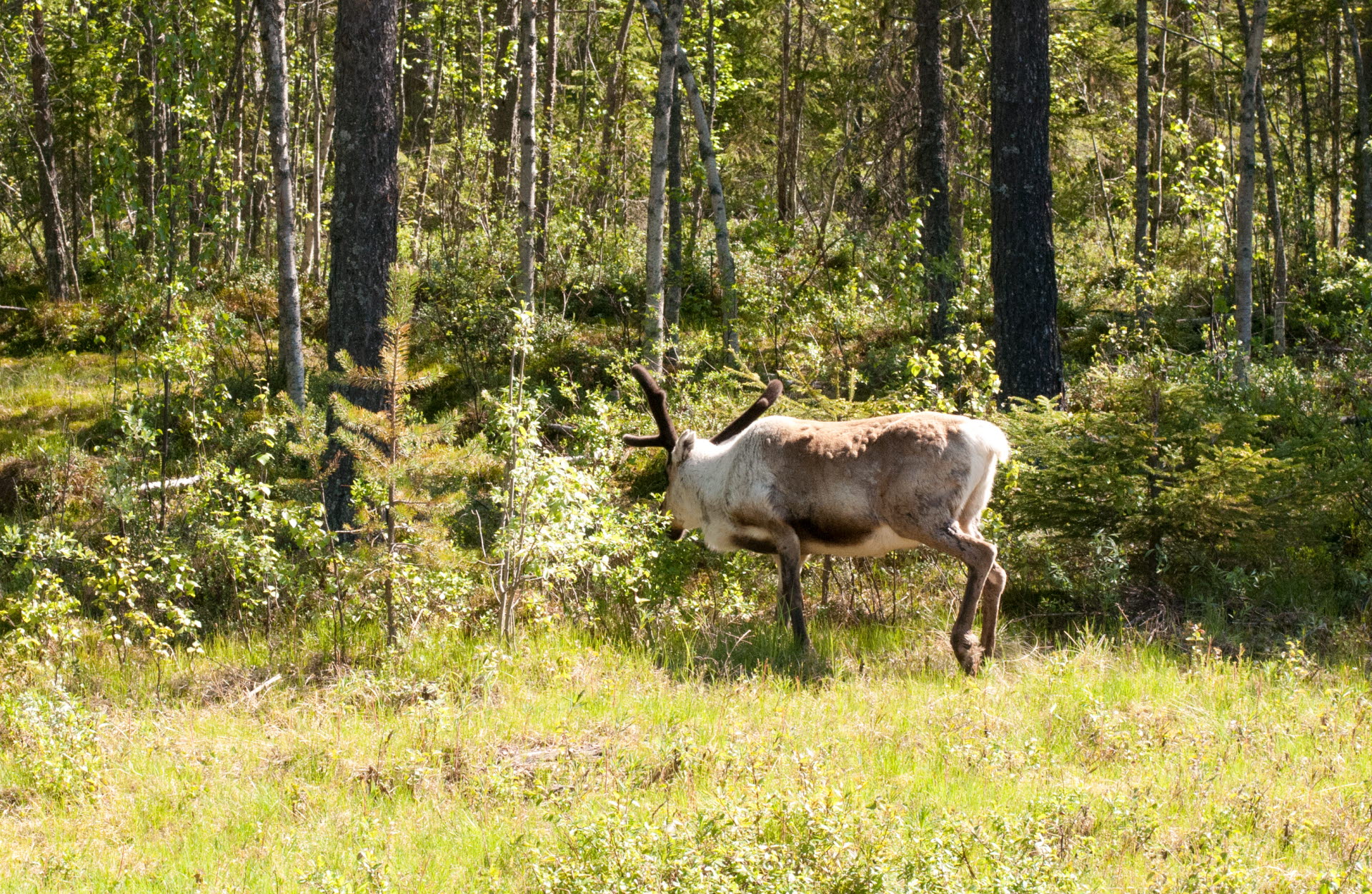 Consideration for the reindeer husbandry