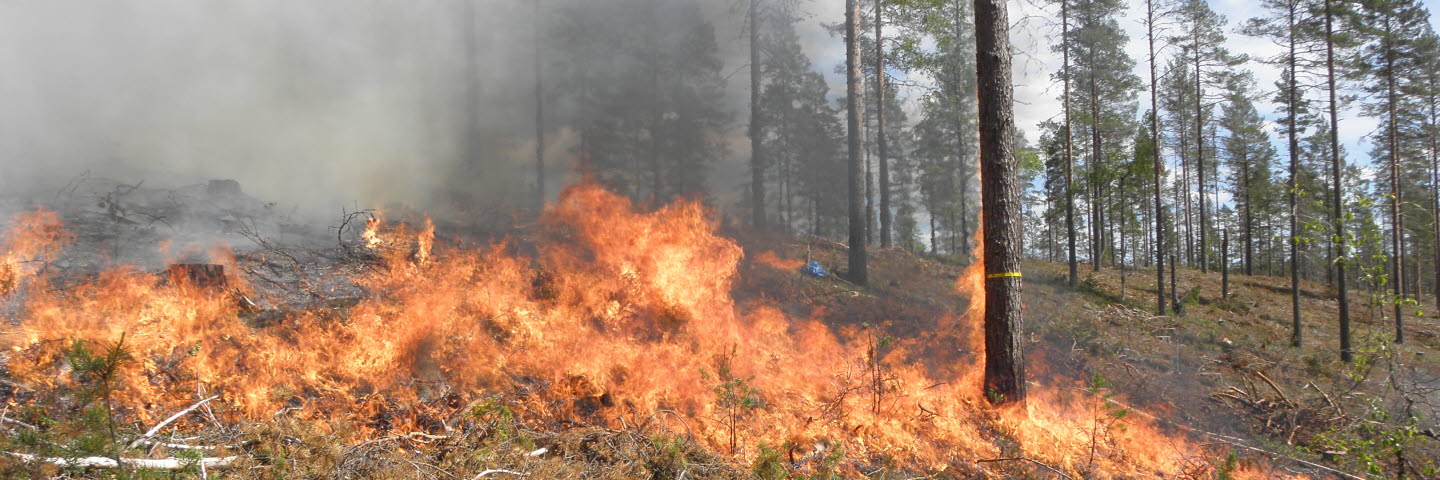 Skogsvårdsbränning. Naturvårdsbränning.