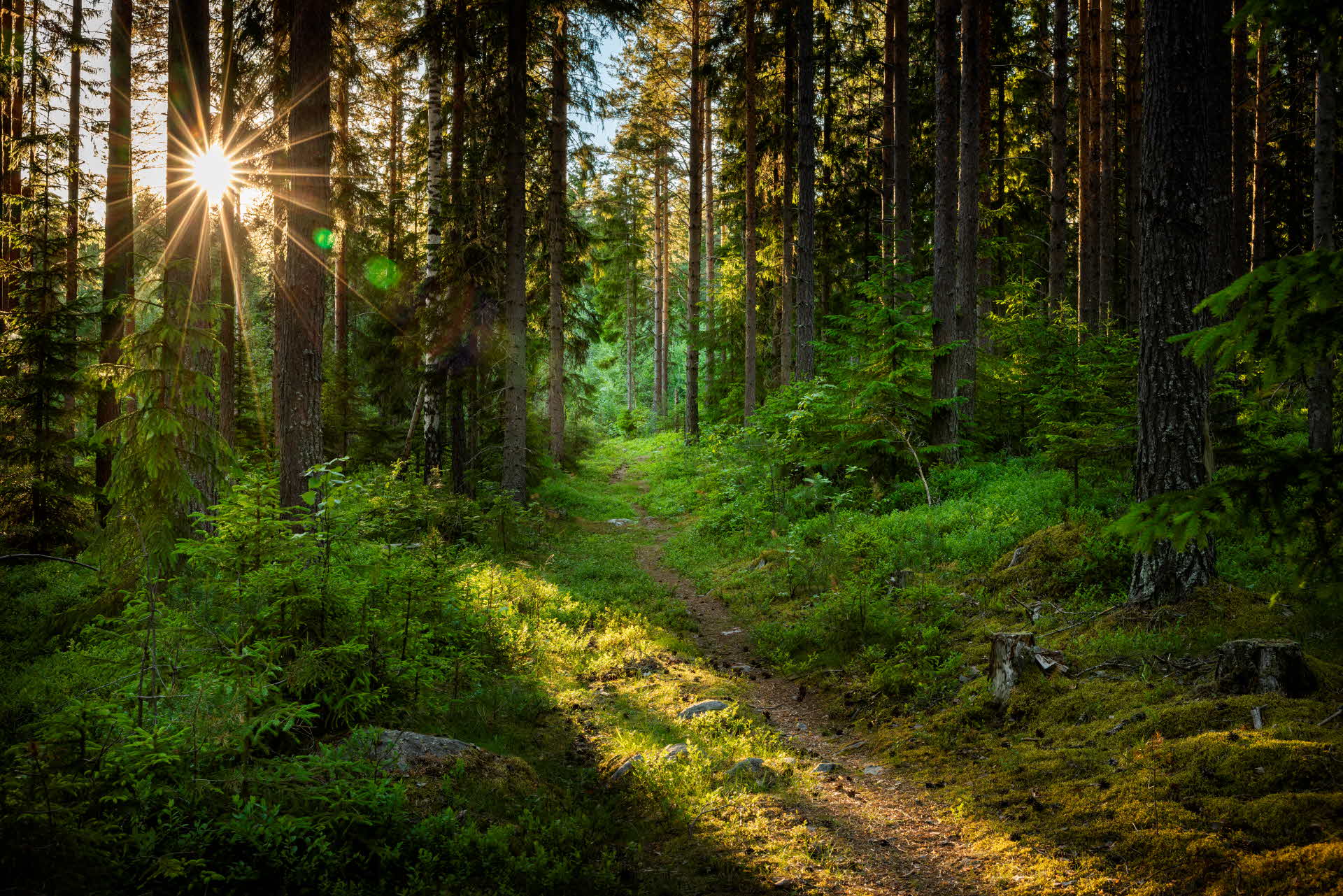 En skogsstig i en grönskande skog. 