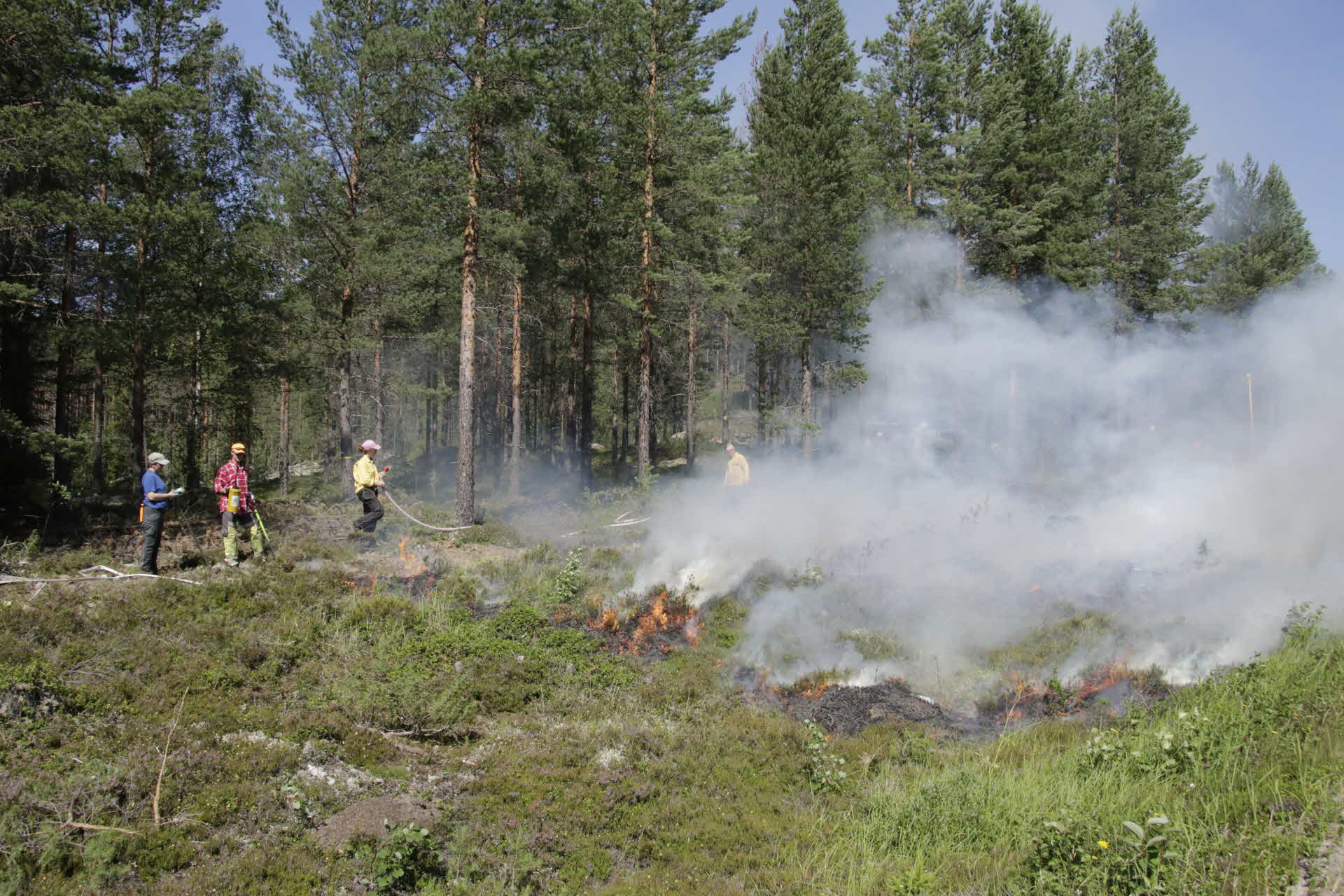 Exempel på åtgärder för ÅGP-arter