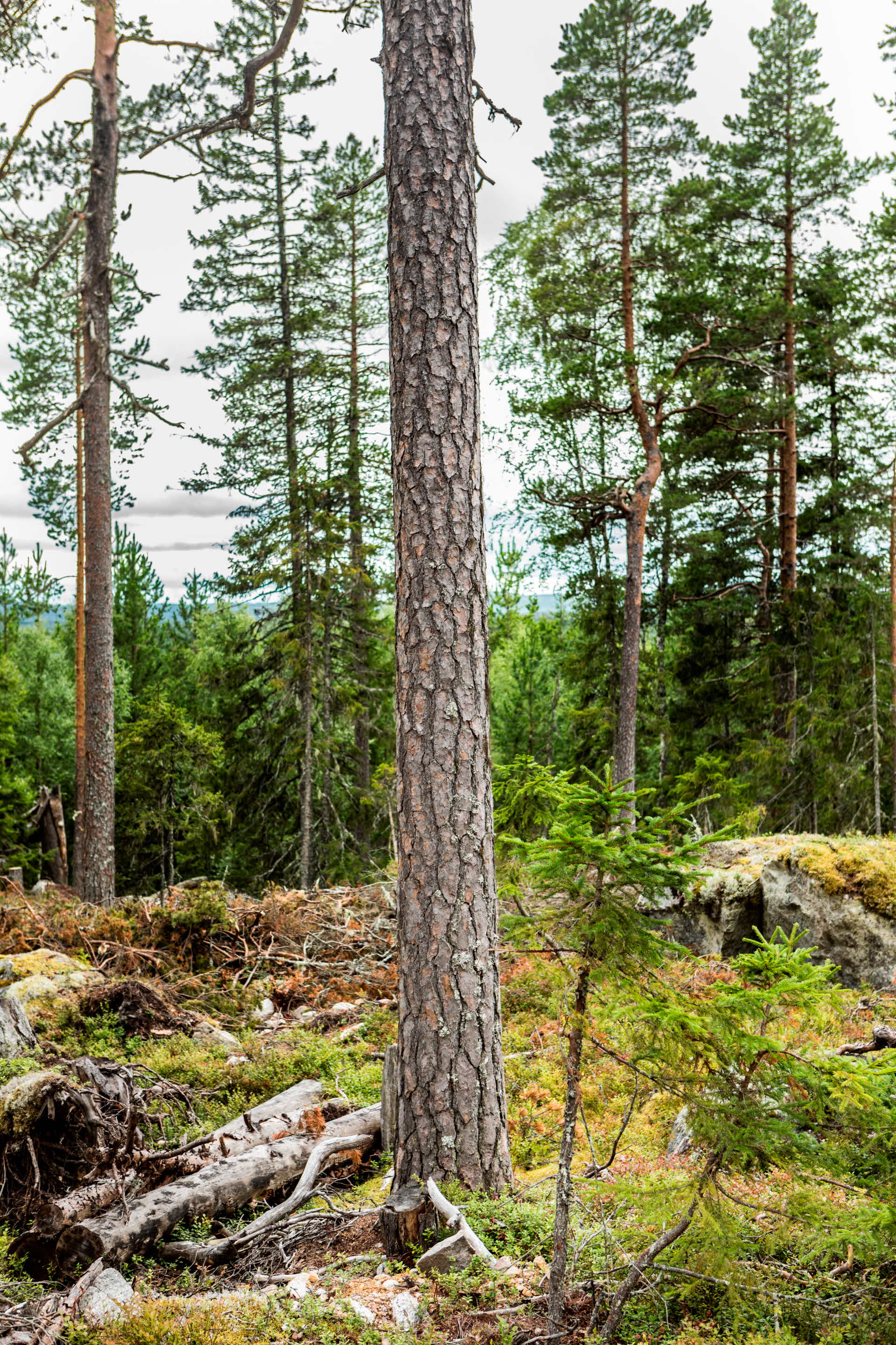 Close-up of a pine tree trunk.