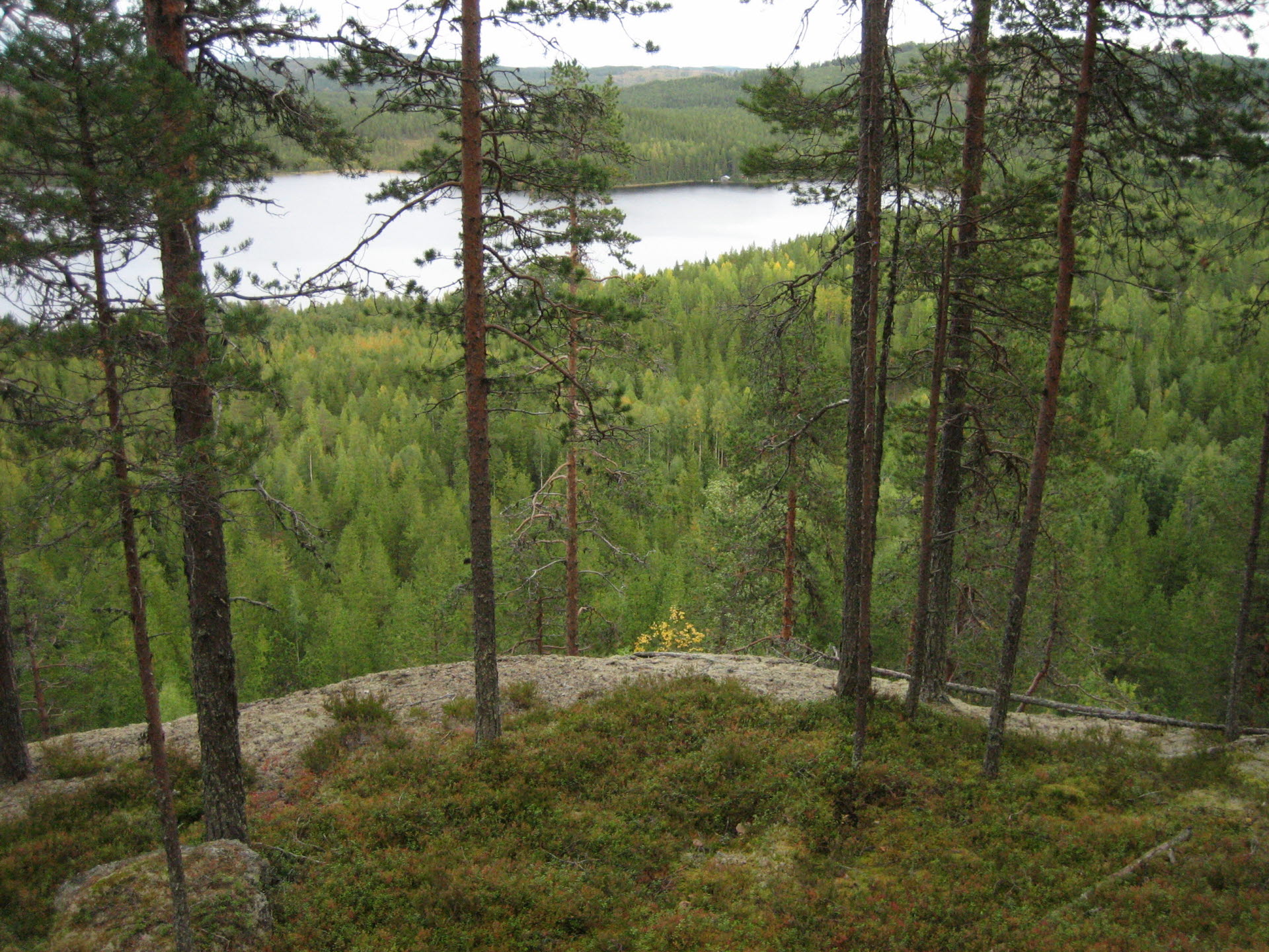Tjäderberget i Västerbotten