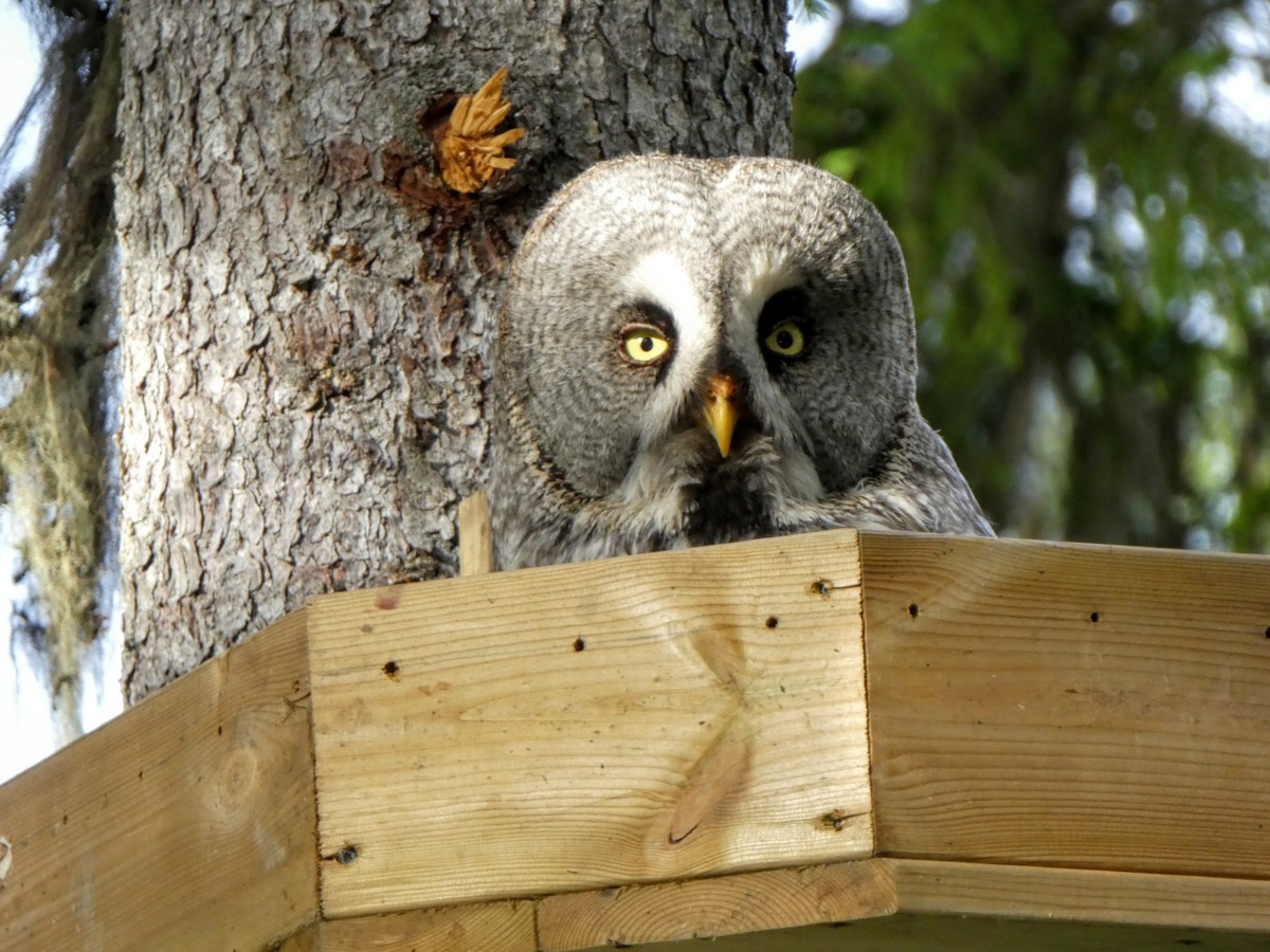 owl in a nesting box