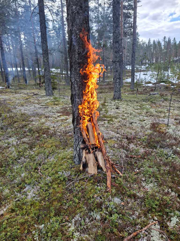 stambasbränning av tall