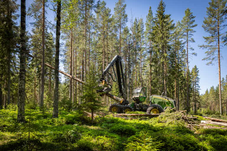 föryngringsavverkning