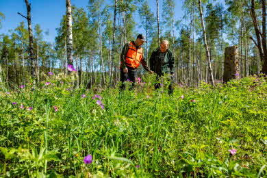 Blommor i skogen