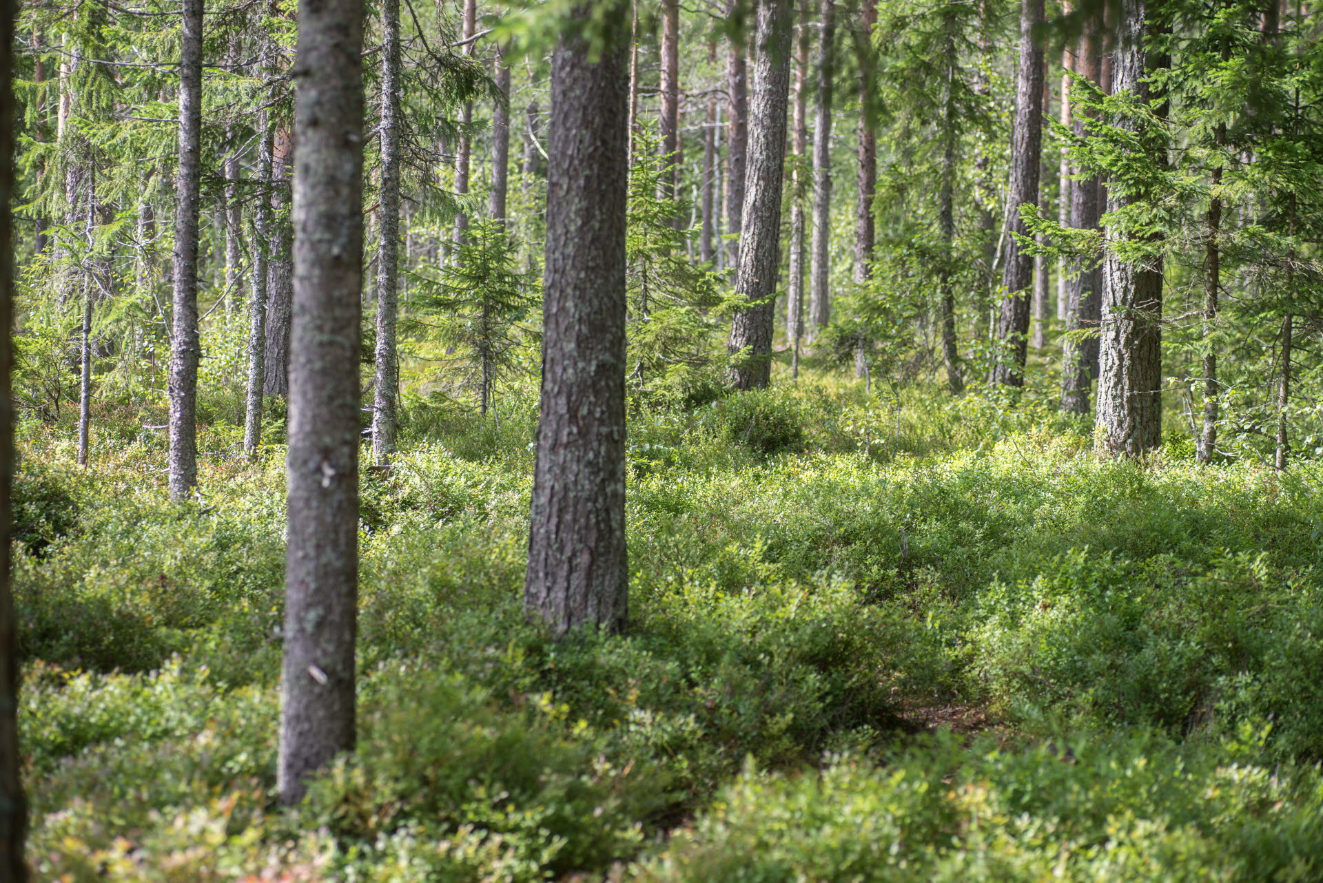 Bilden visar en röd stuga vid vattnet