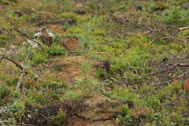Bild på plantering efter två år