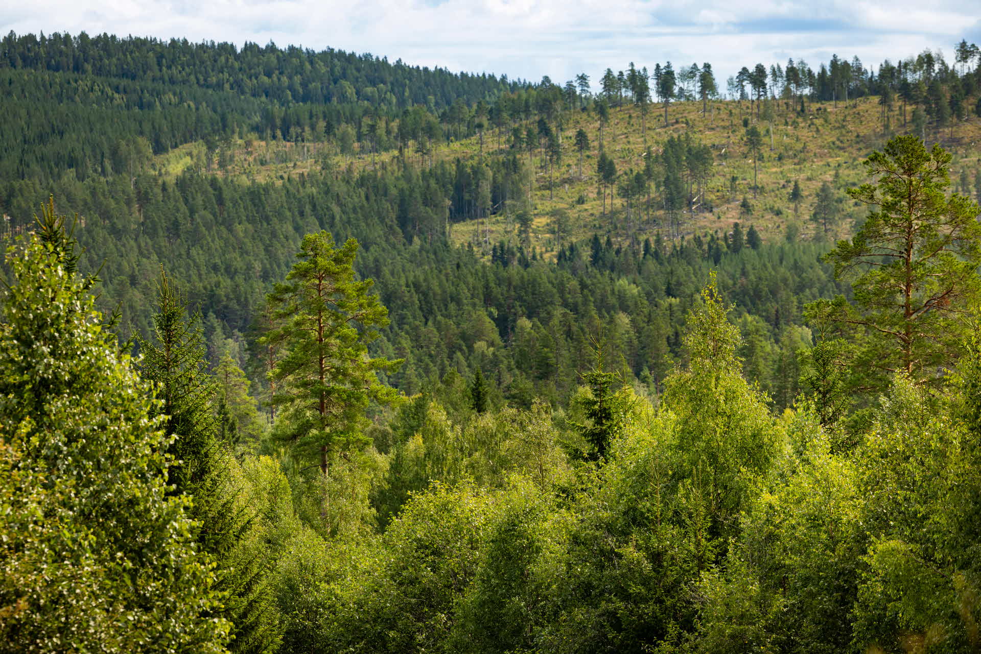 forest landscape