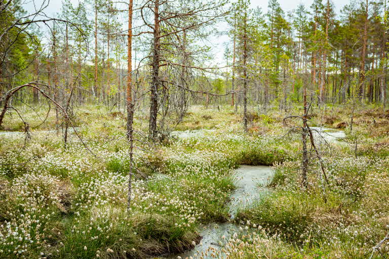 Bjursjömyren