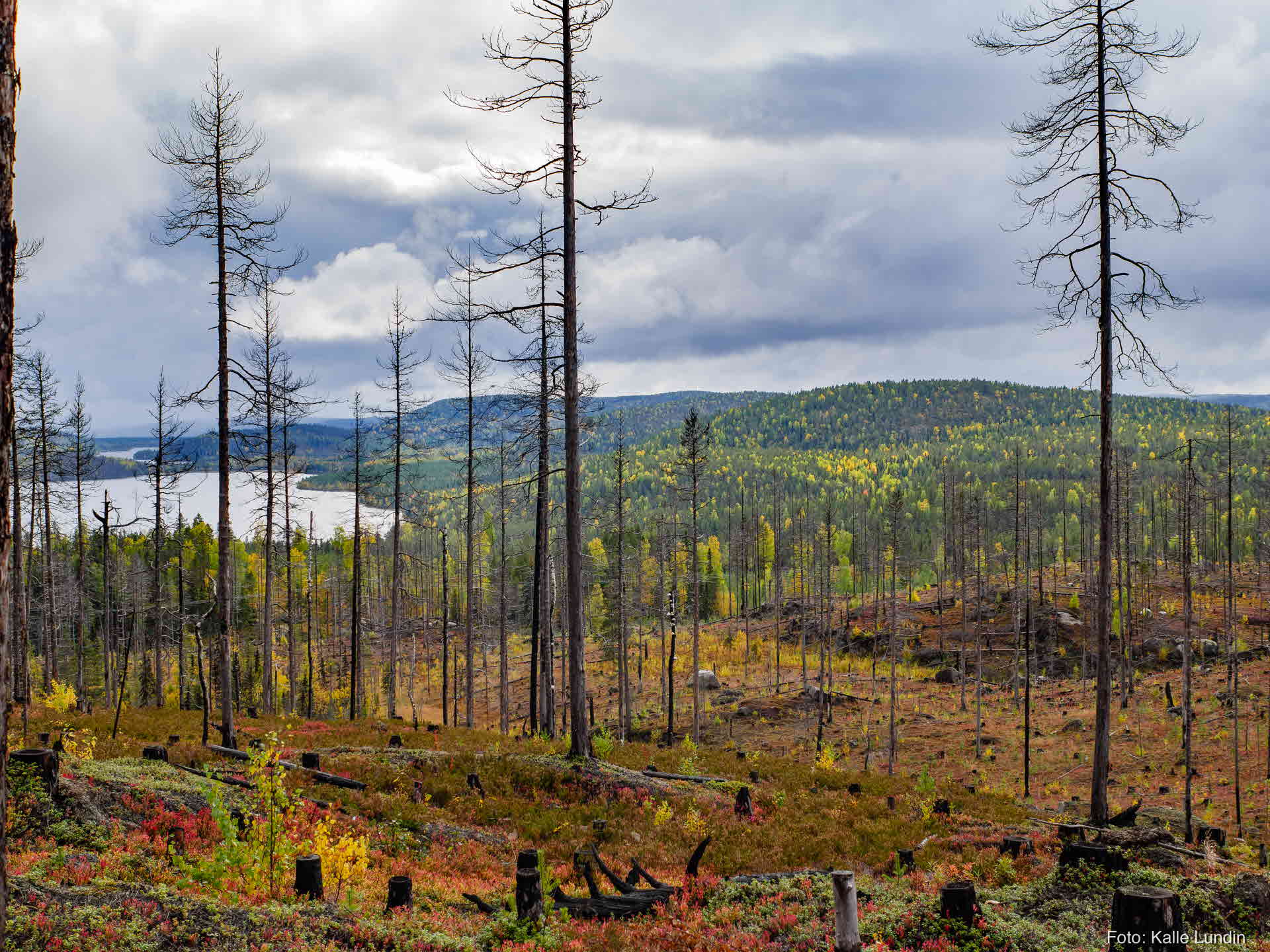 Skog efter naturvårdsbränning