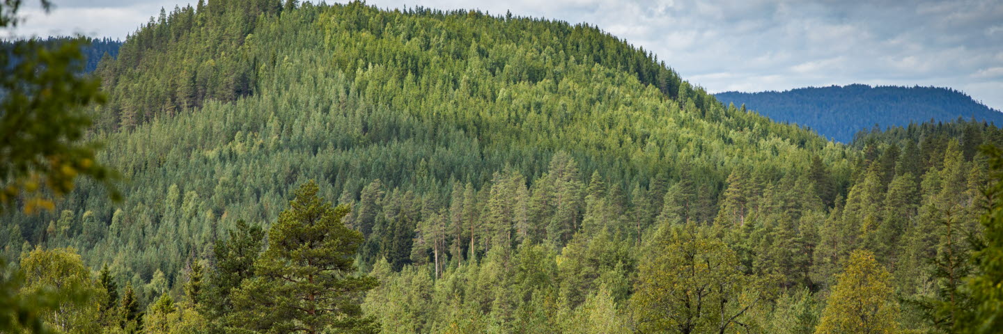 Skogsvy mot berg, forest on a mountain