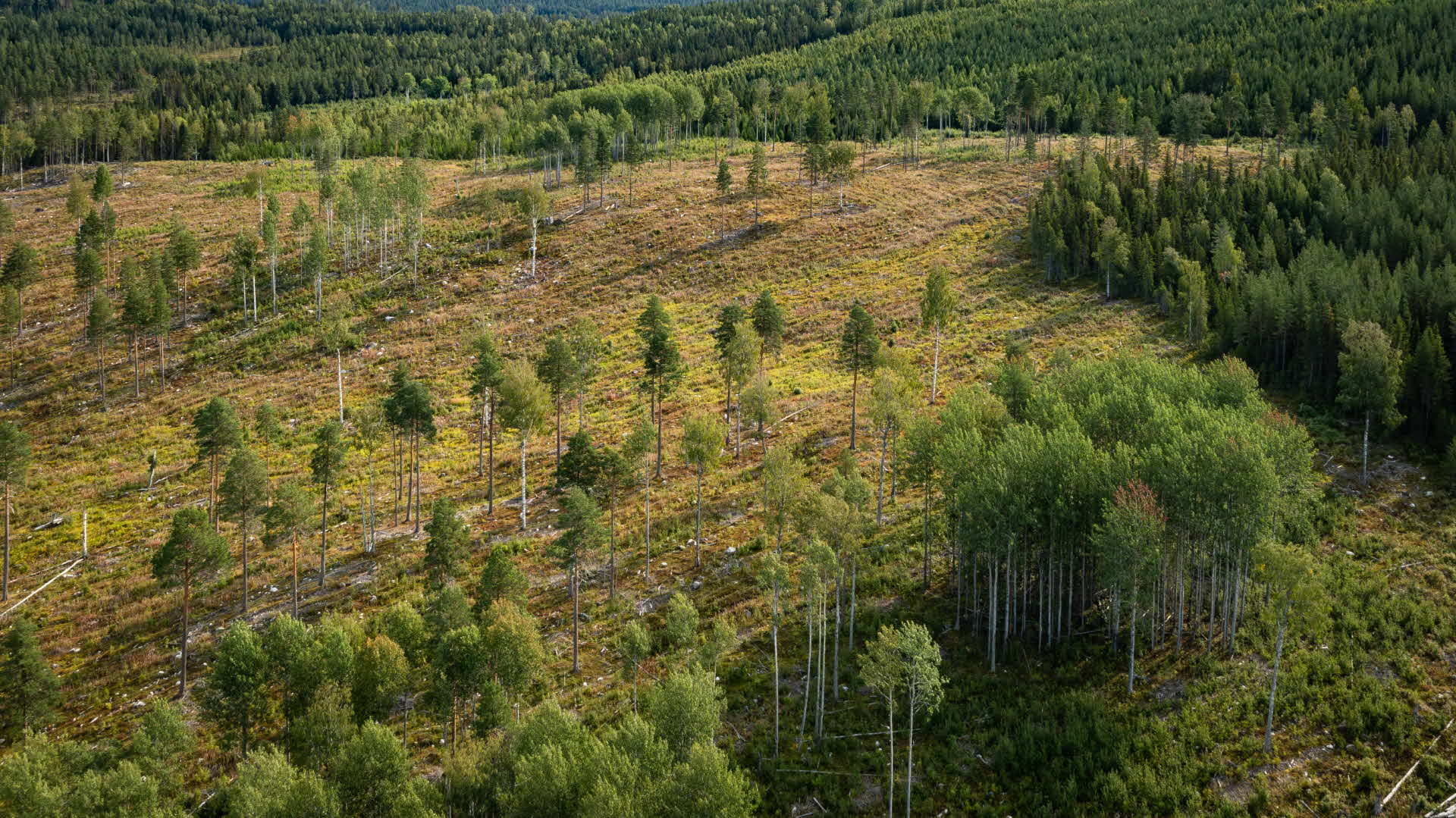 harvested area with basic retention