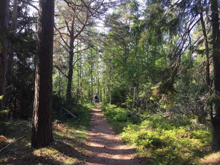 stig i Njurundakusten