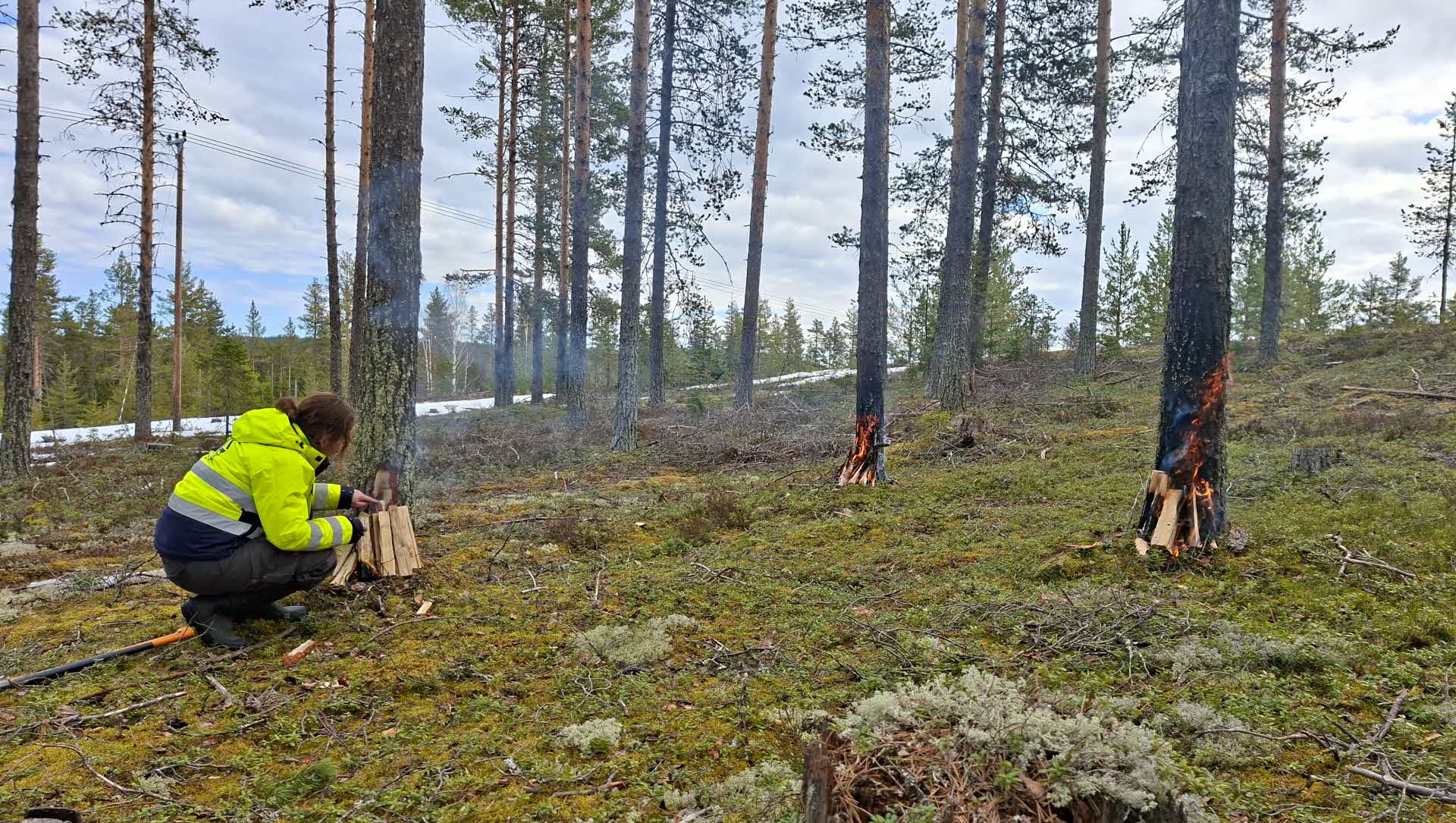 stambasbränning av tallar